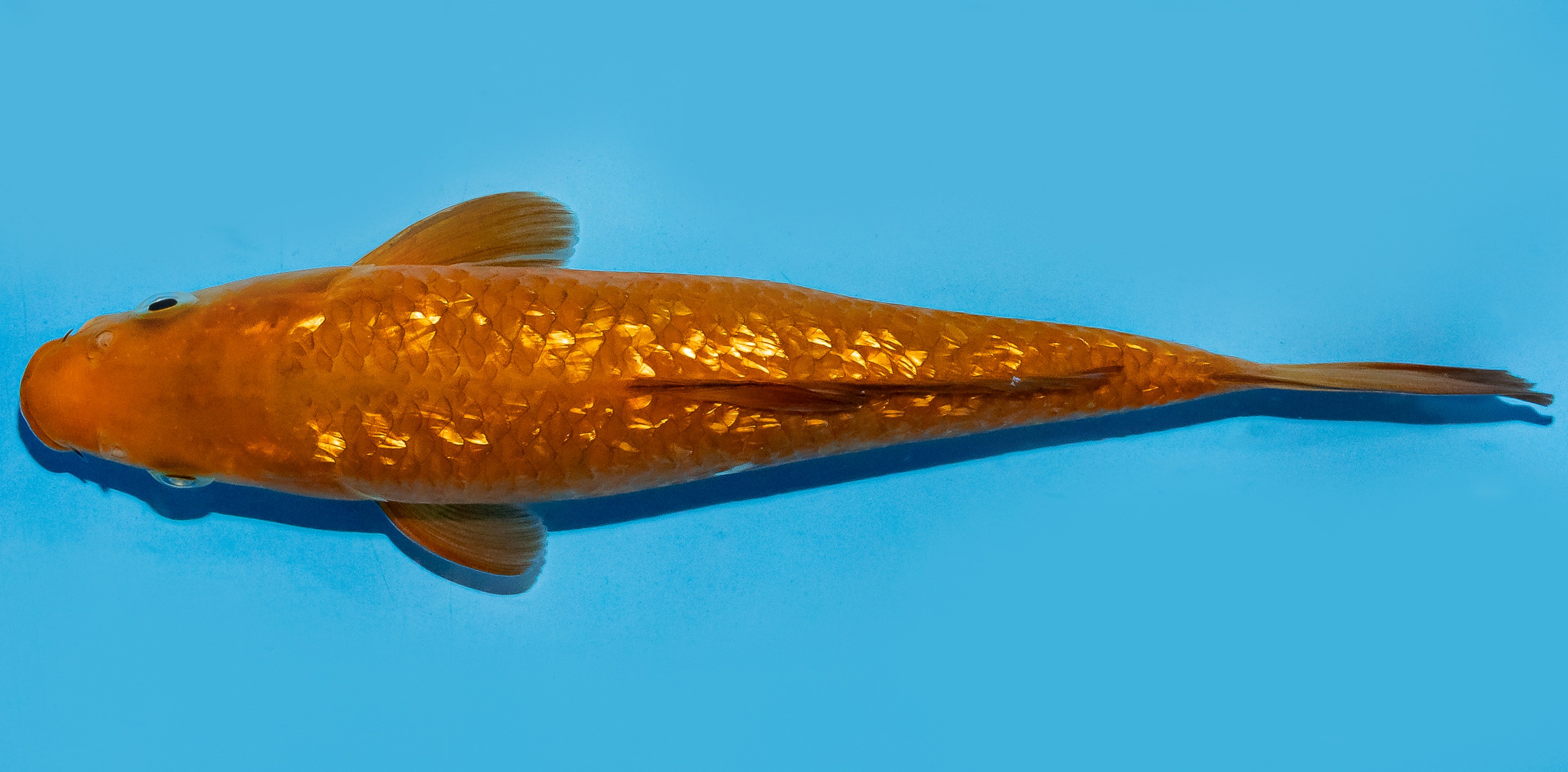Koi 20-25cm Nr. 8628