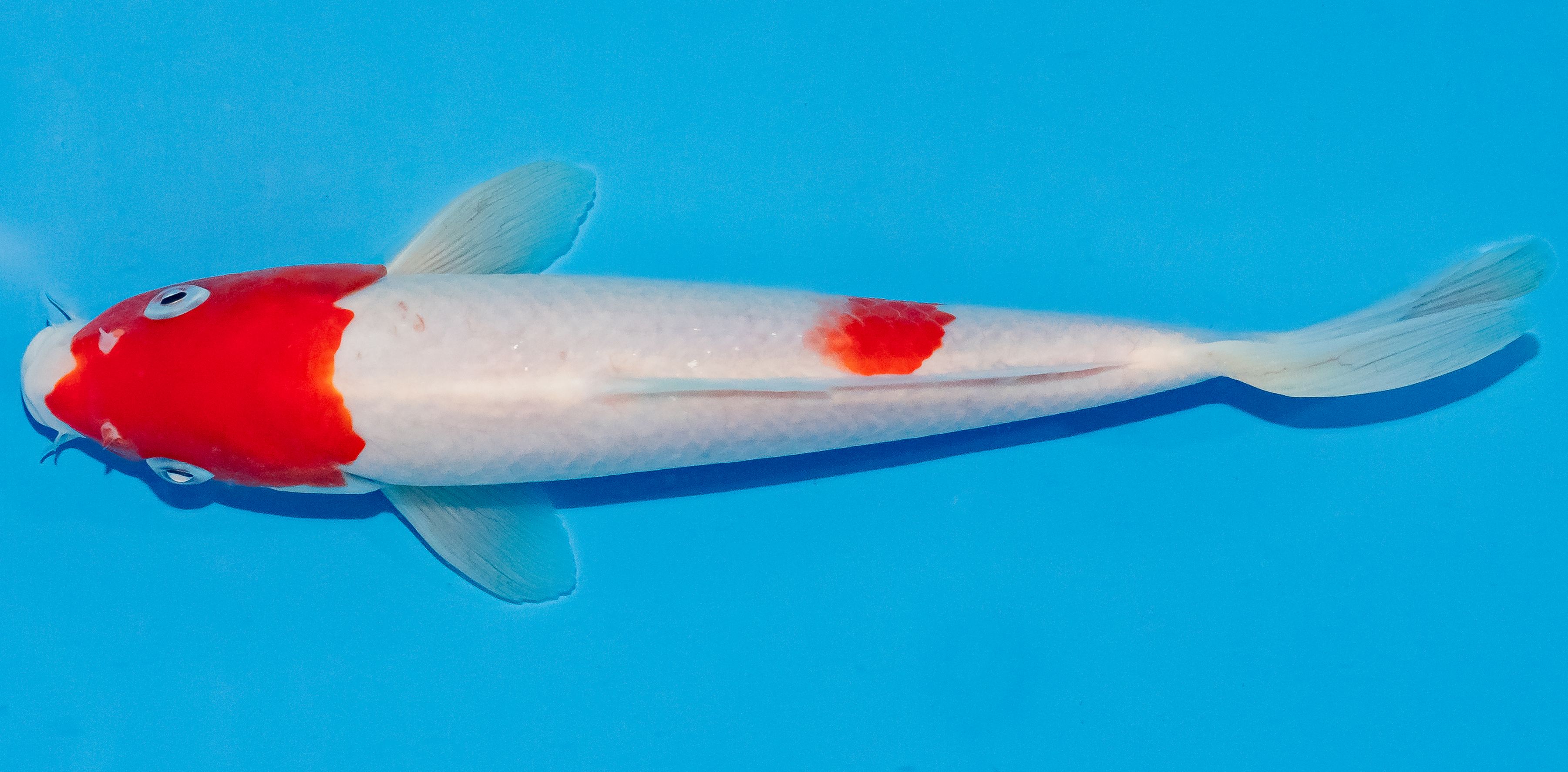 Koi 20-25cm Nr. 2835