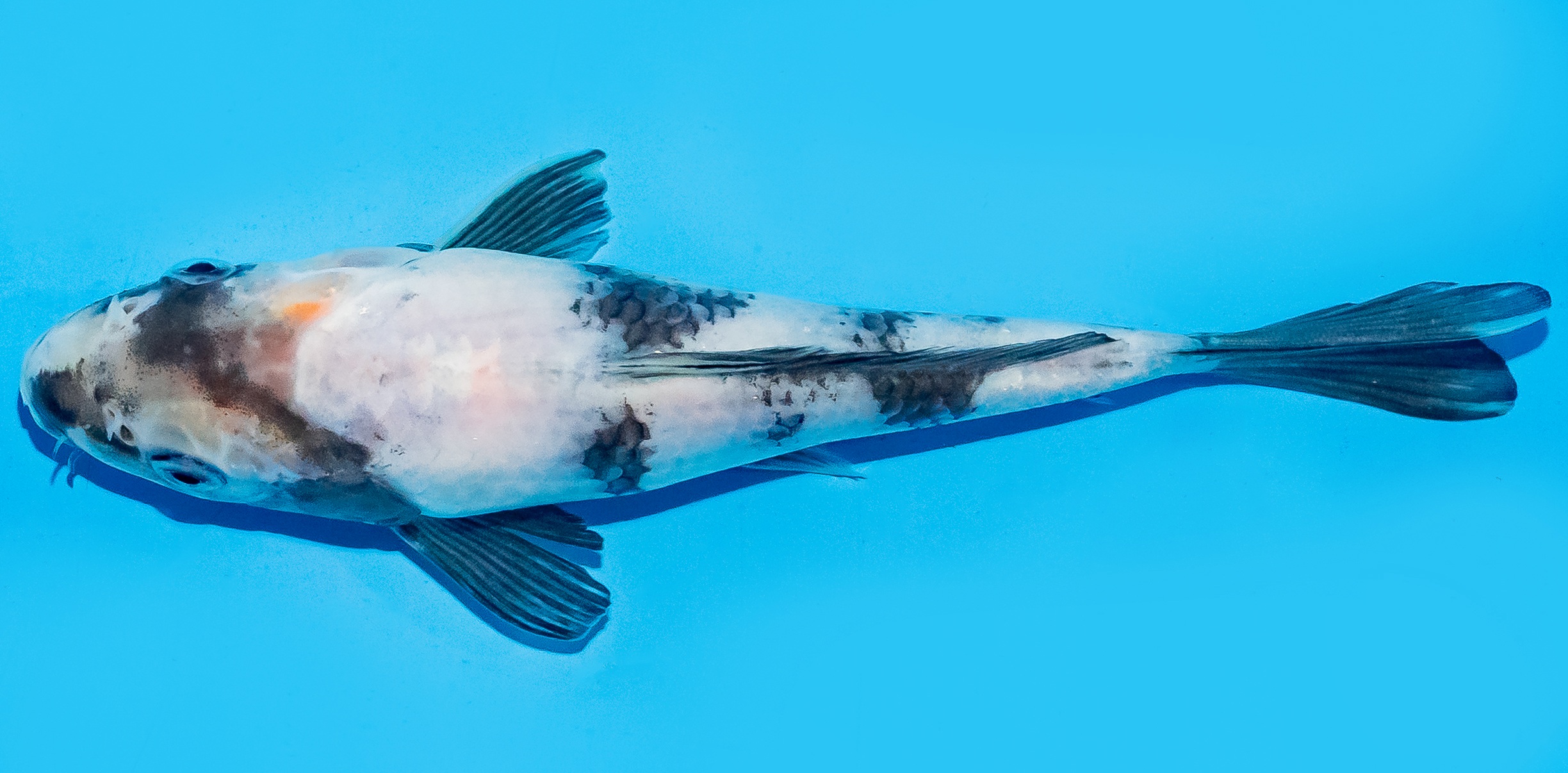 Koi 17-20cm Nr. 8739