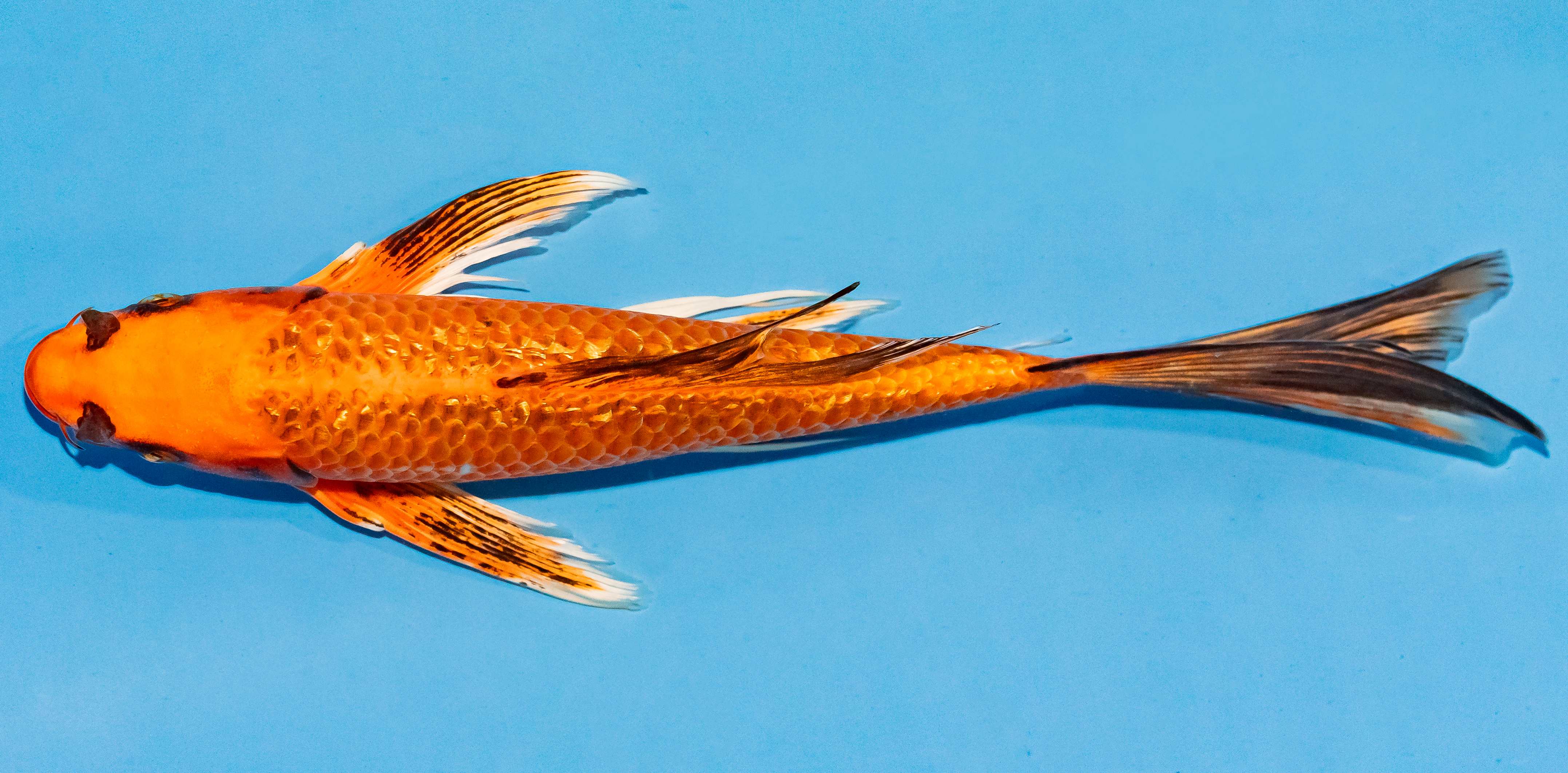 Butterfly Koi 25-30cm Nr. 2416