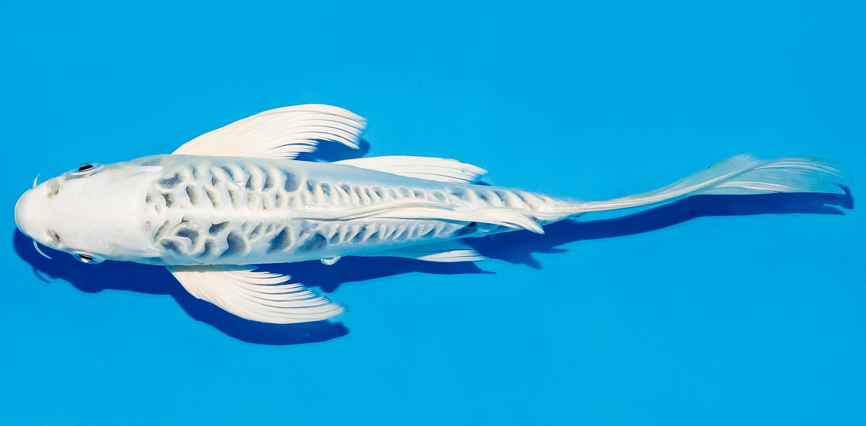 Butterfly Koi 25-30cm Nr. 5613