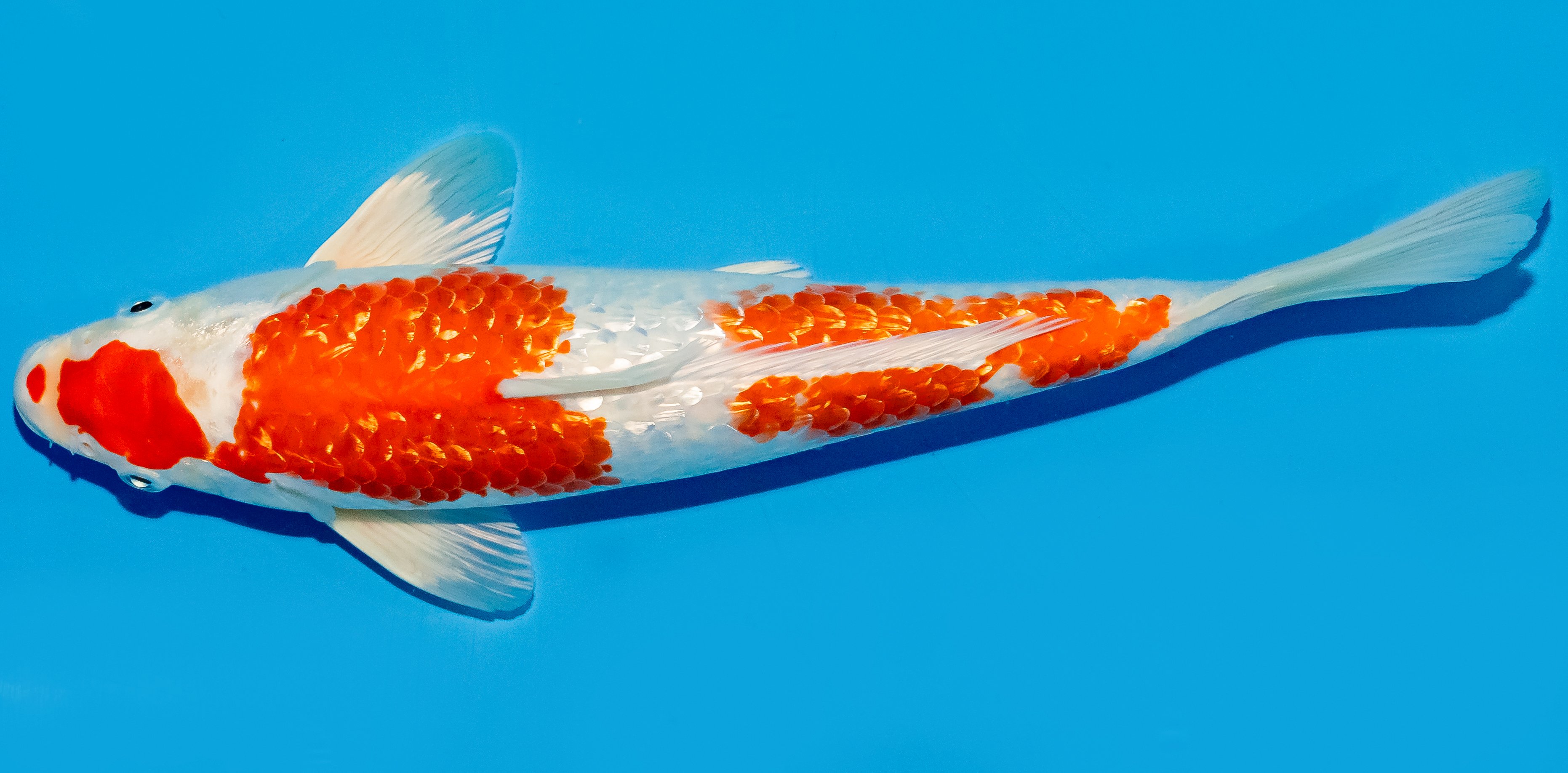 Koi 30-35cm Nr. 5173