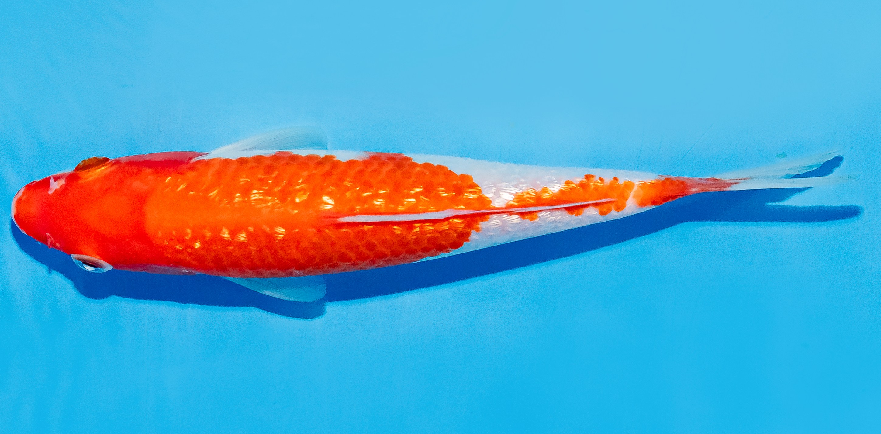 Koi 17-20cm Nr. 7260