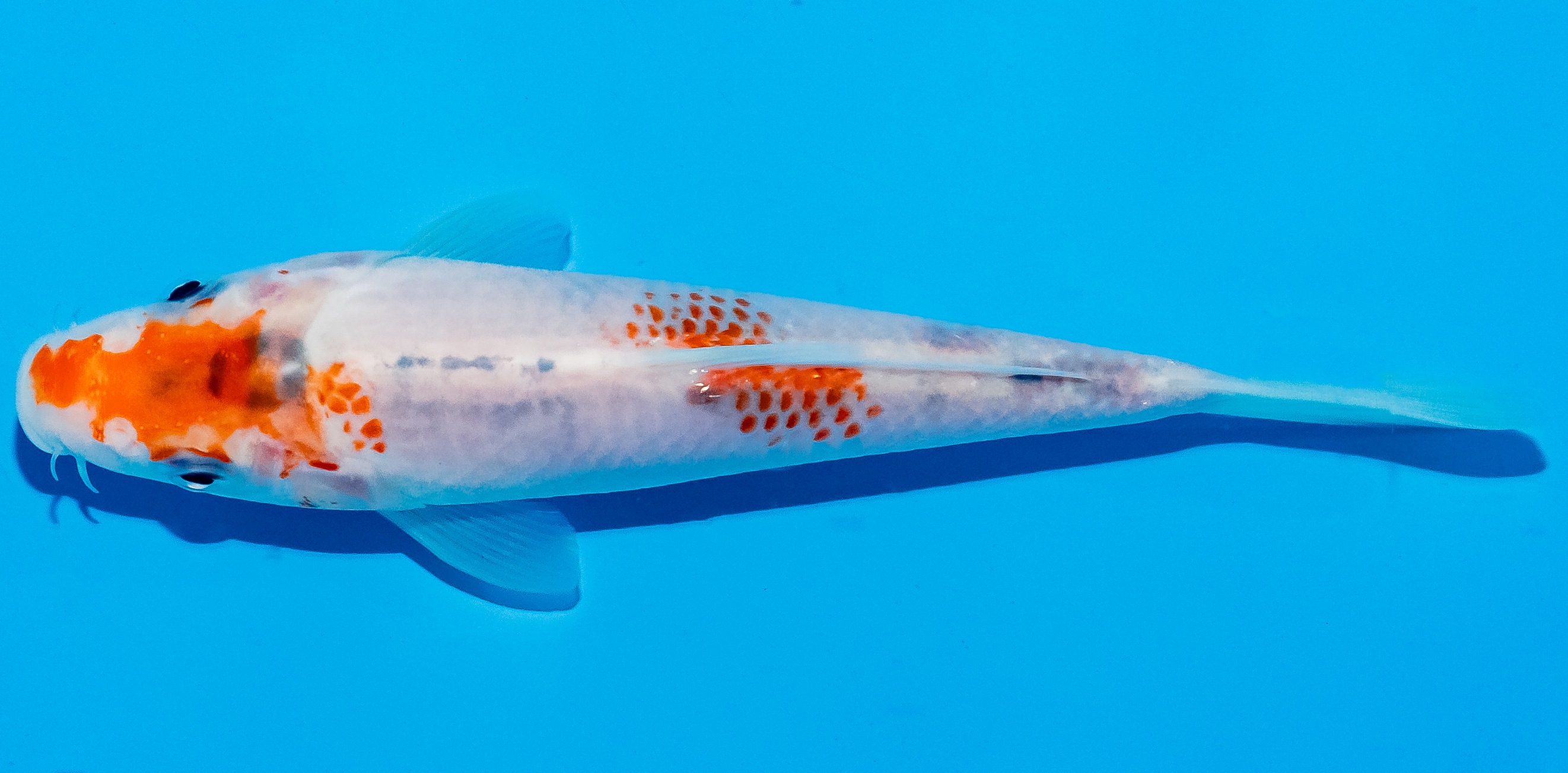 Koi 14-17cm Nr. 4713