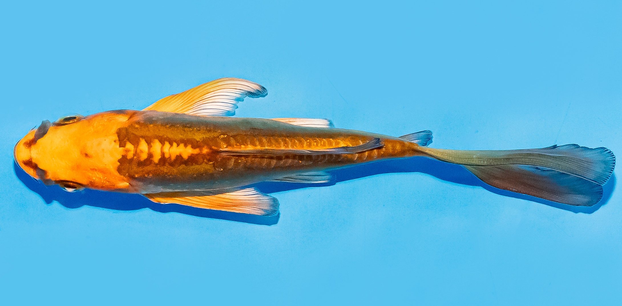 Butterfly Koi 14-17cm Nr. 8240