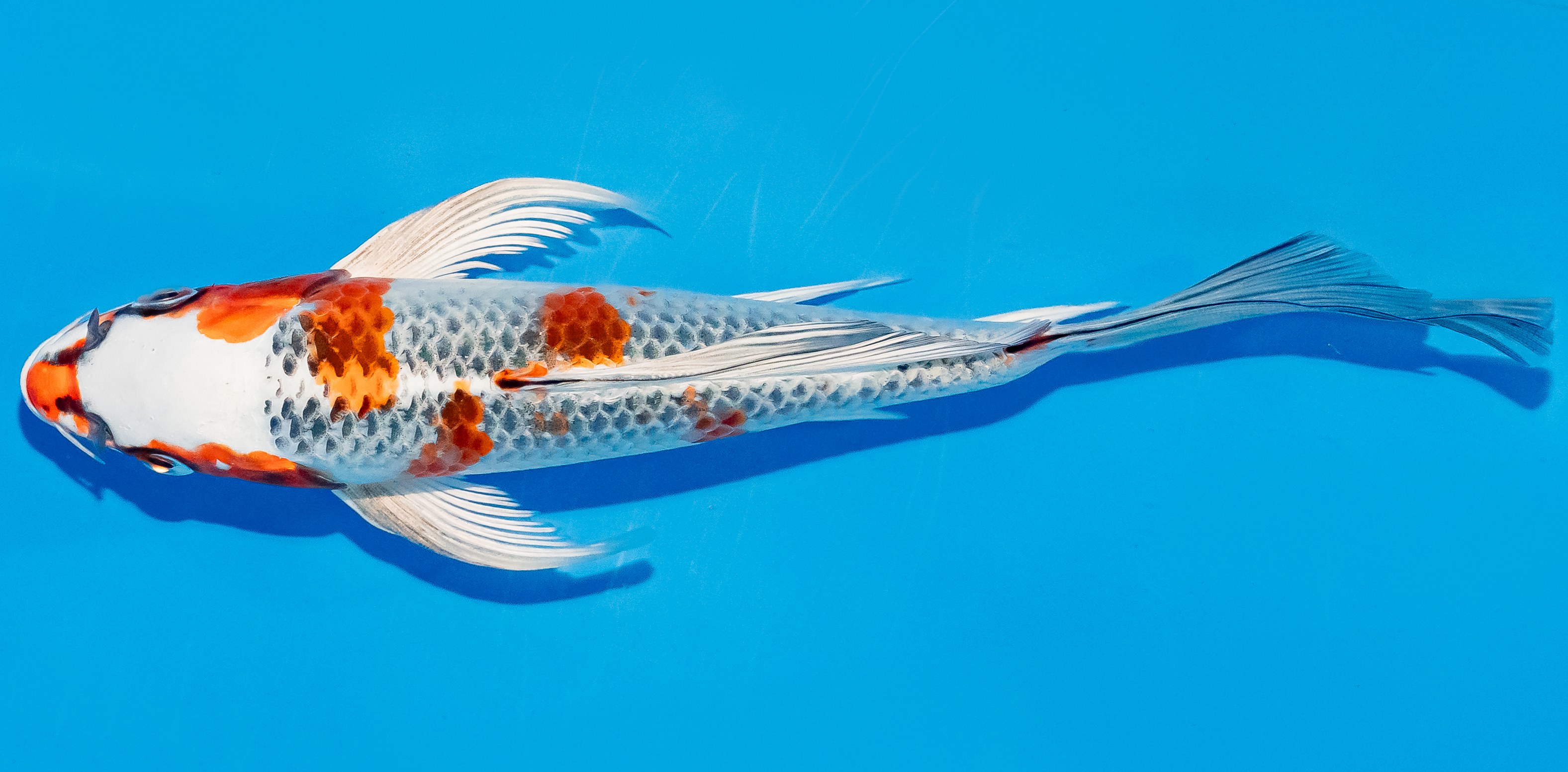 Butterfly Koi 20-25cm Nr. 3365