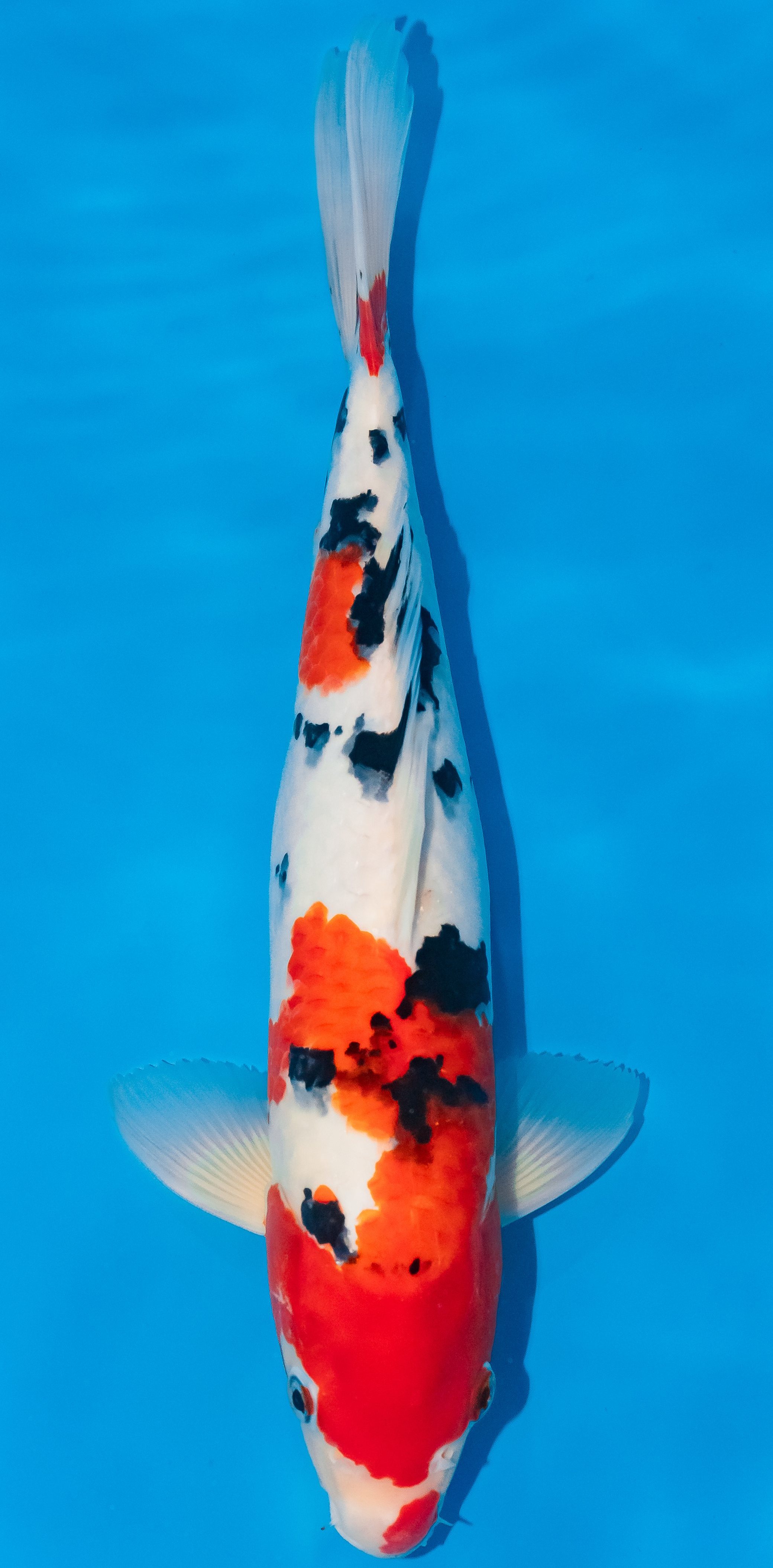 Koi 35-40cm Nr. 1173