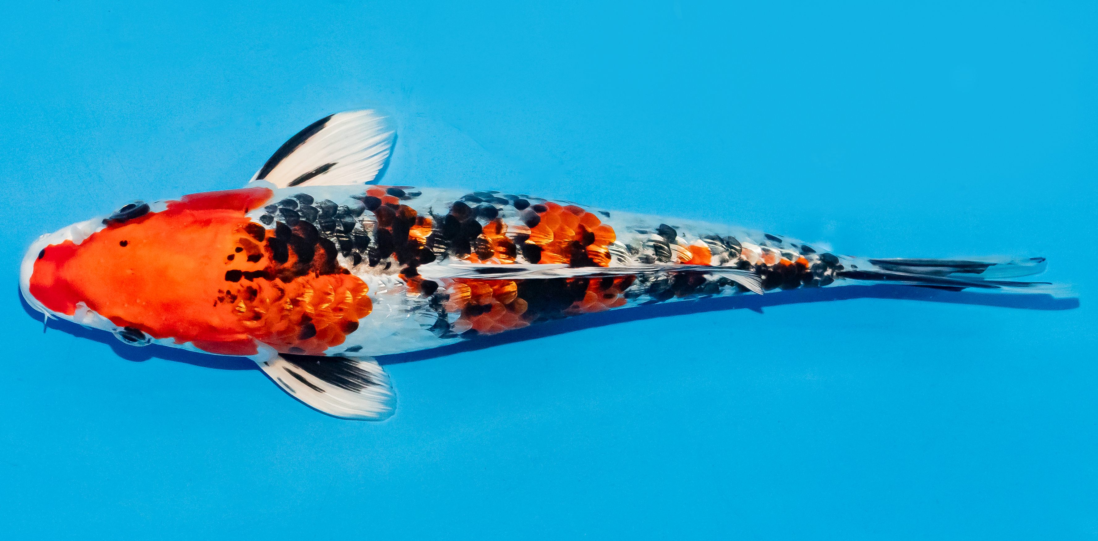 Koi 25-30cm Nr. 7906