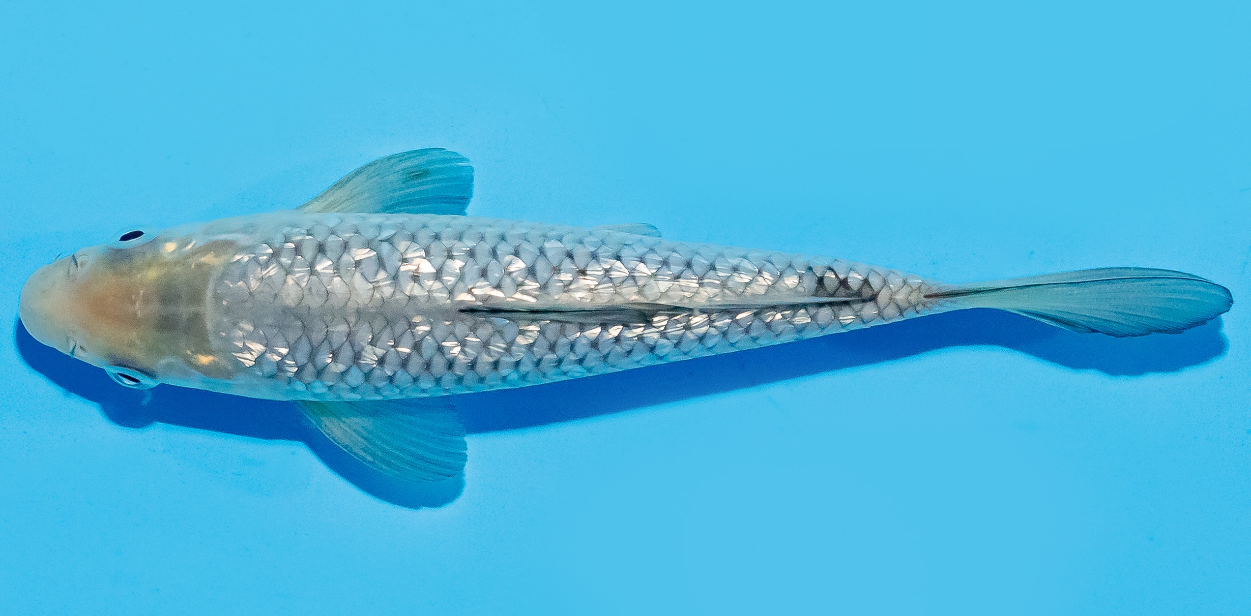 Koi 17-20cm Nr. 8773
