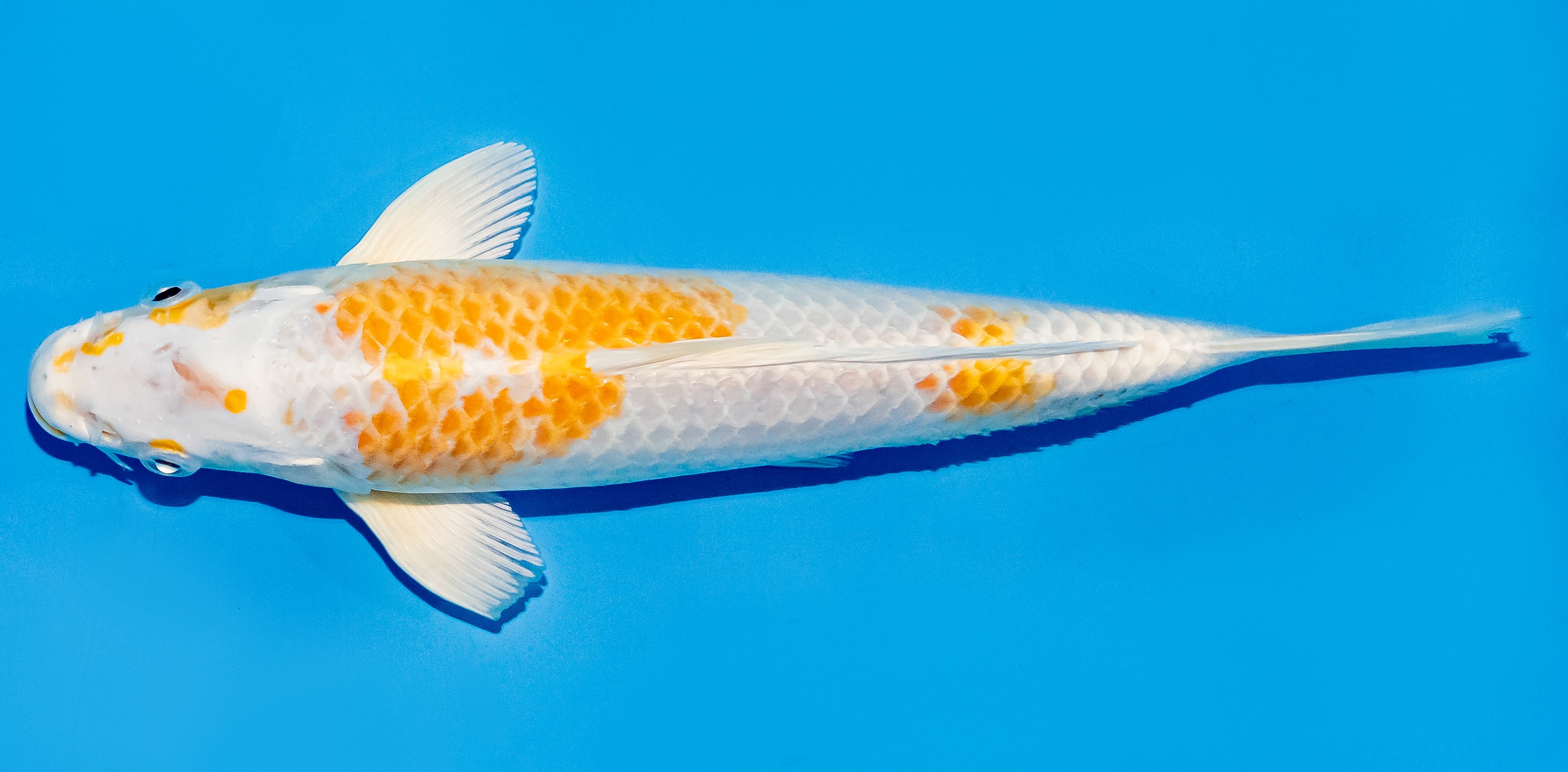 Koi 25-30cm Nr. 5301