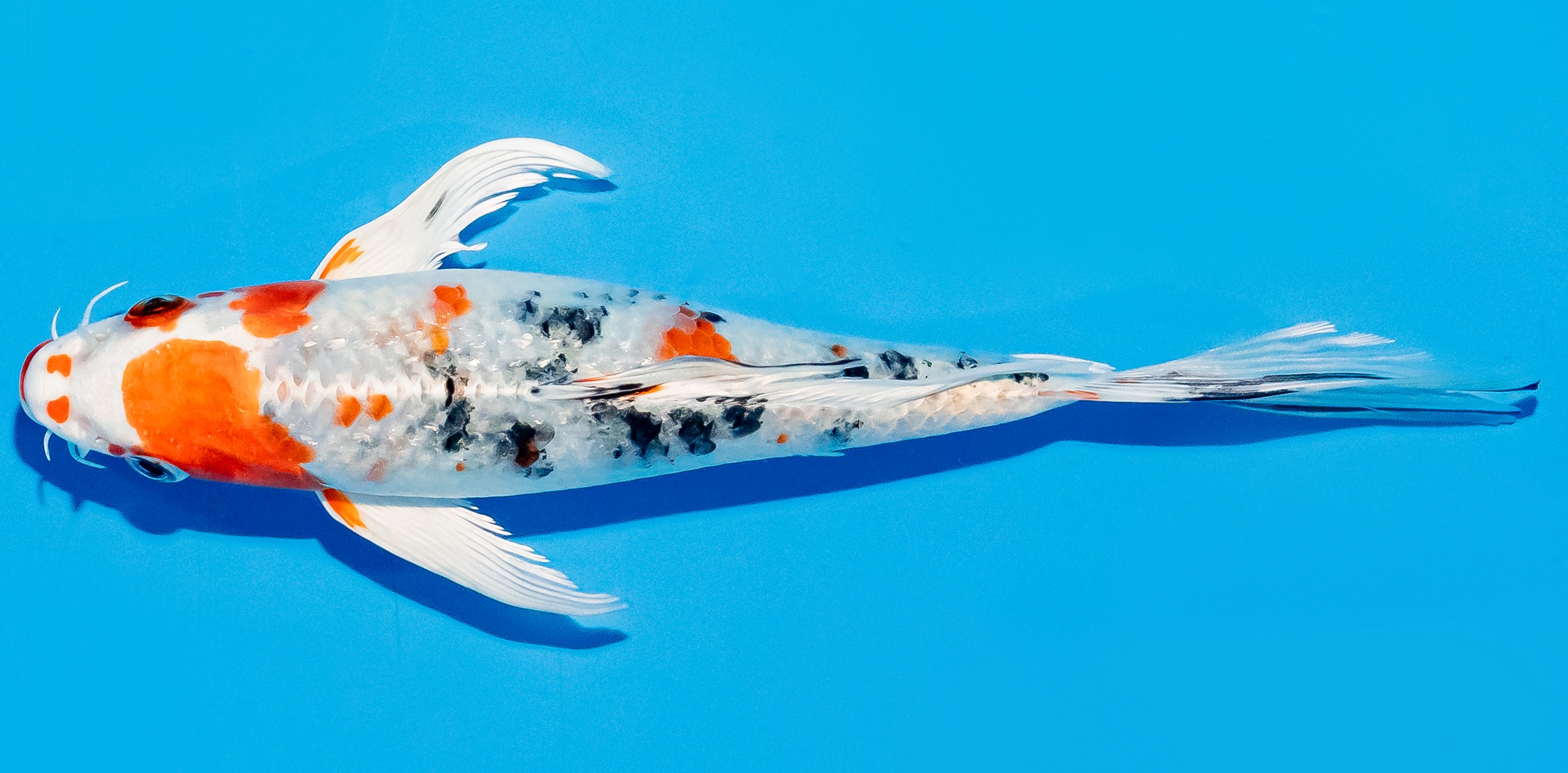 Butterfly Koi 20-25cm Nr. 5447