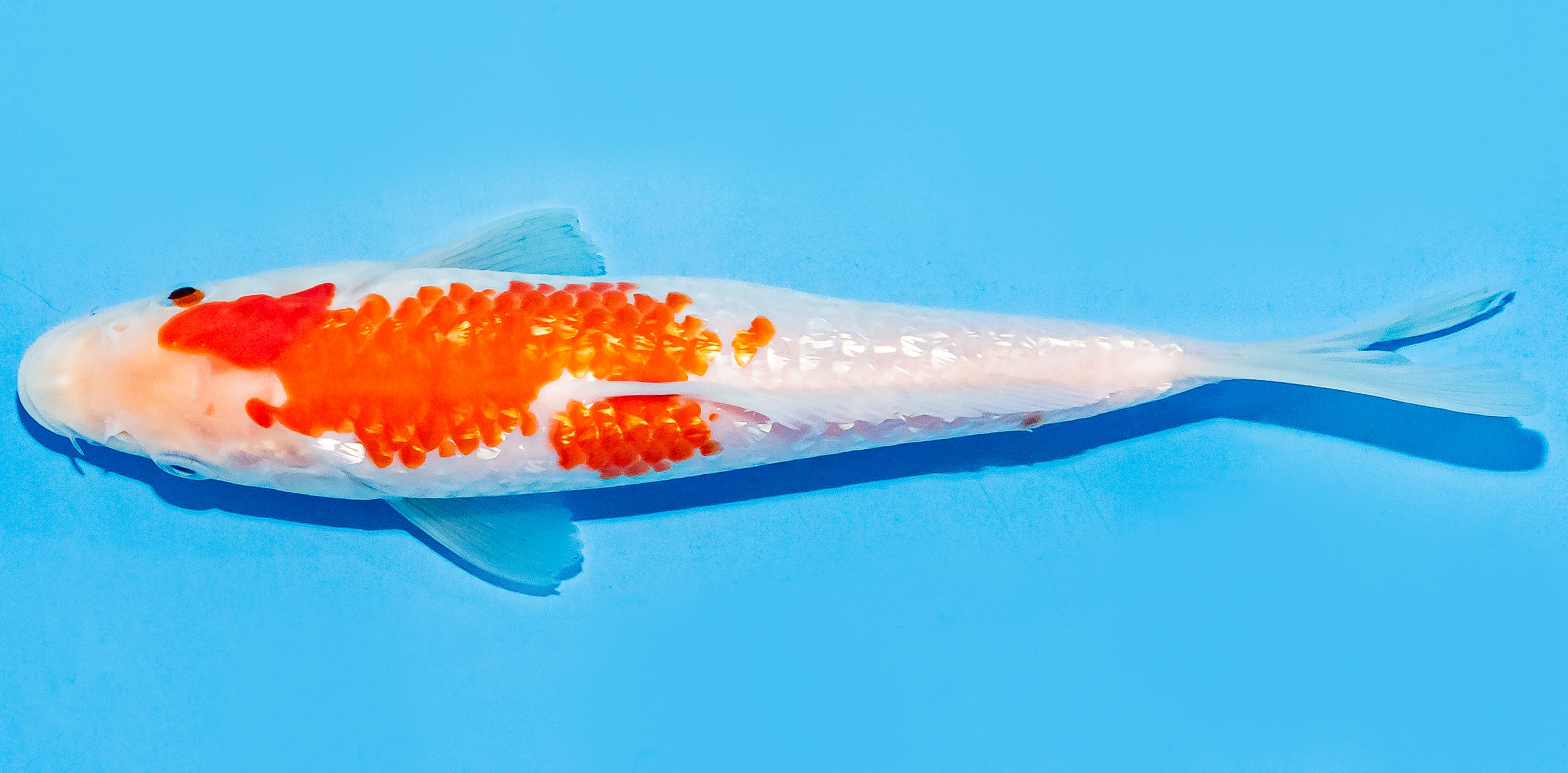 Koi 17-20cm Nr. 7120