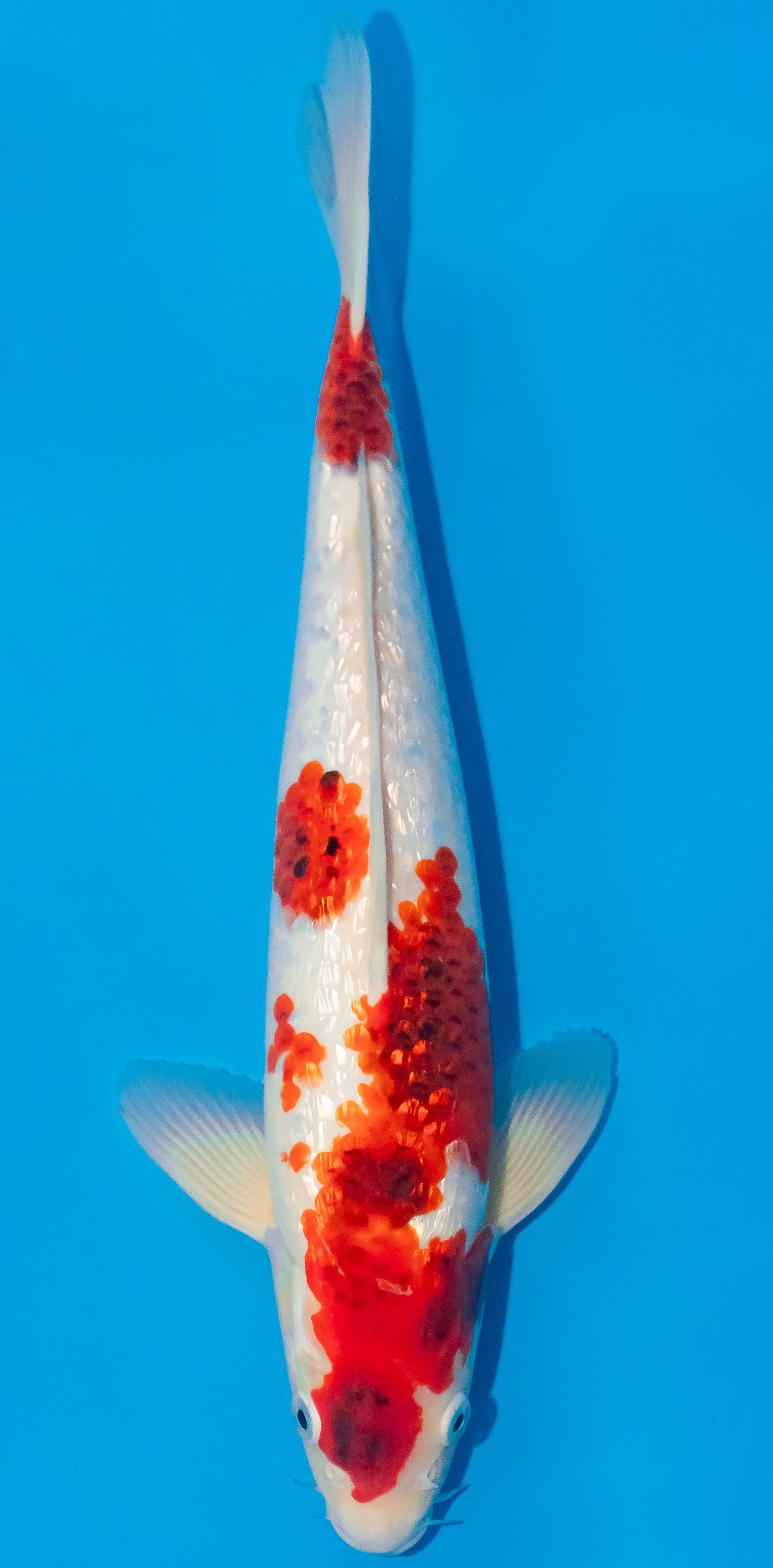 Koi 35-40cm Nr. 1162