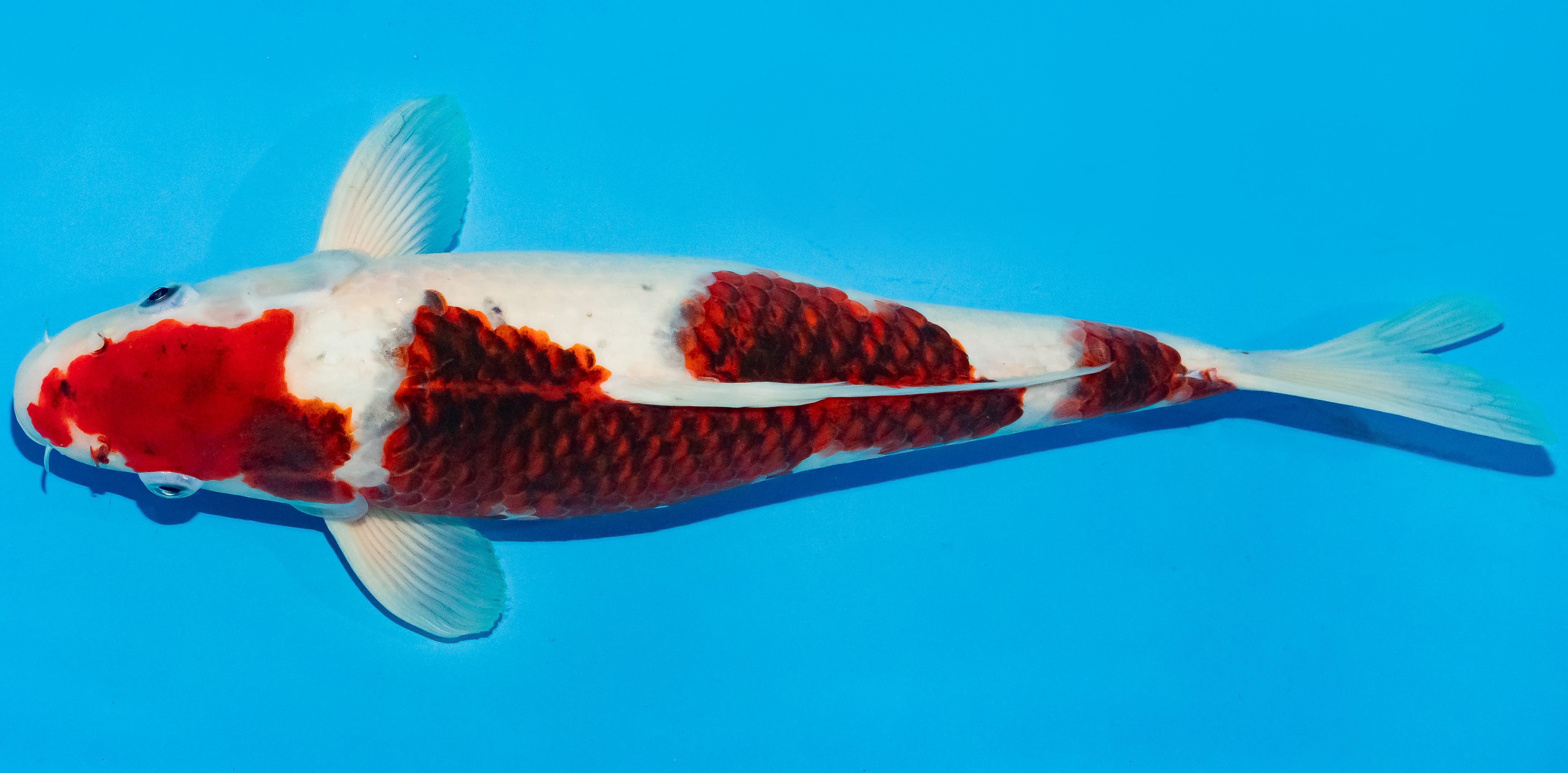 Koi 40-45cm Nr. 4915