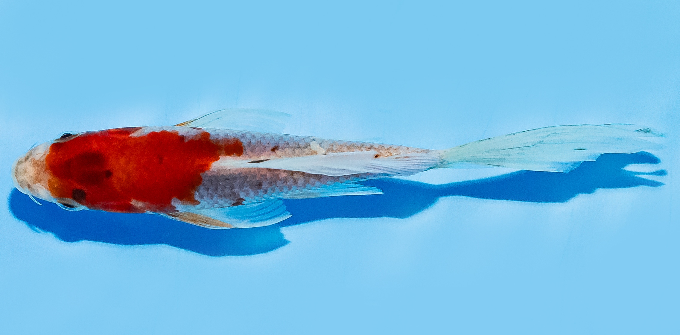 Butterfly Koi 14-17cm Nr. 8228