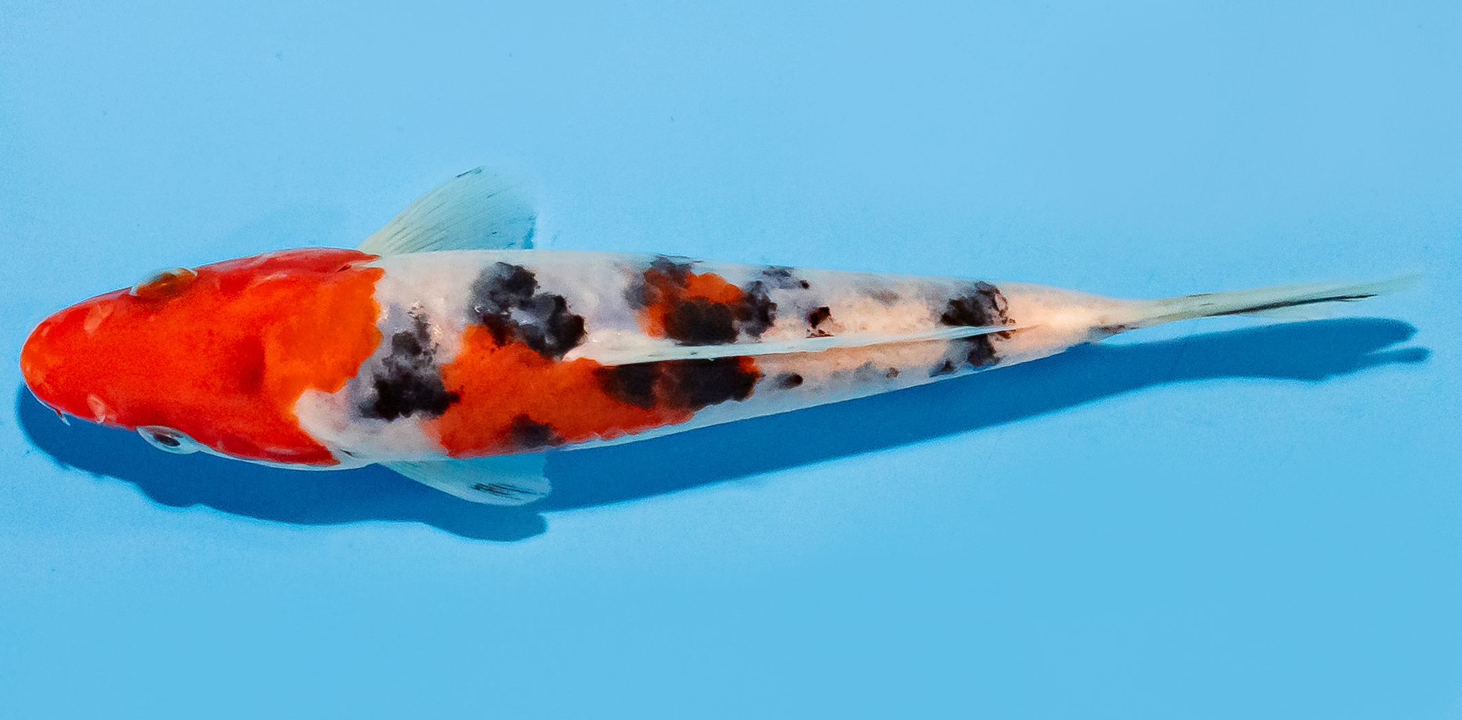Koi 14-17cm Nr. 8012