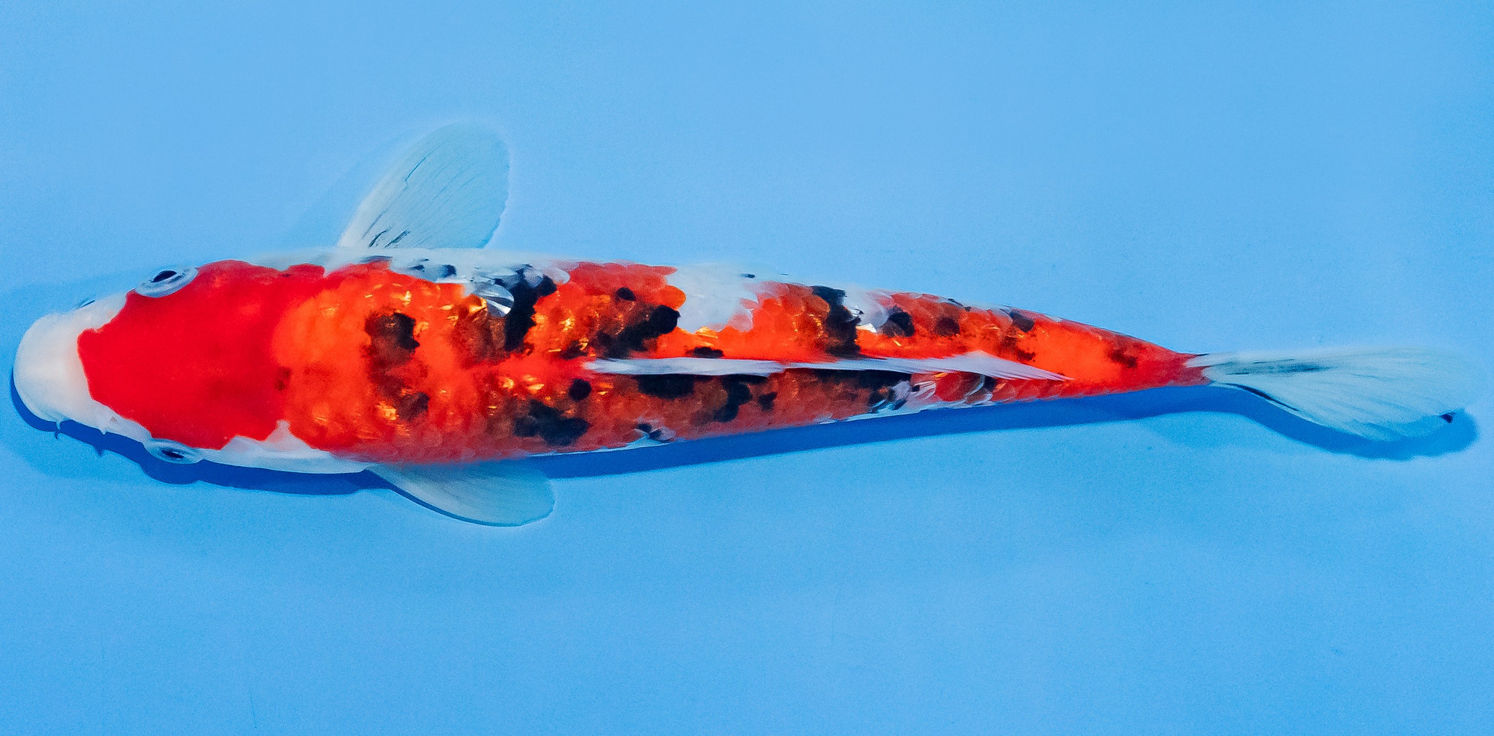 Koi 20-25cm Nr. 1865