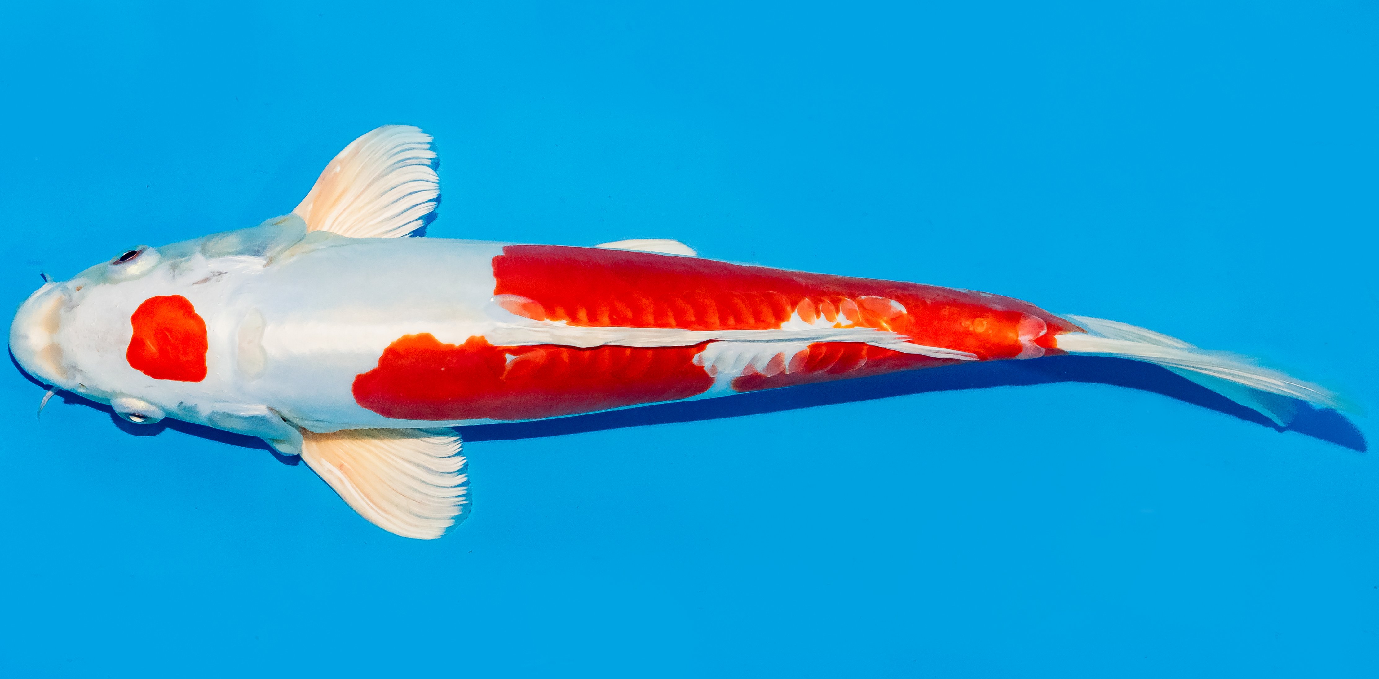 Koi 35-40cm Nr. 5043