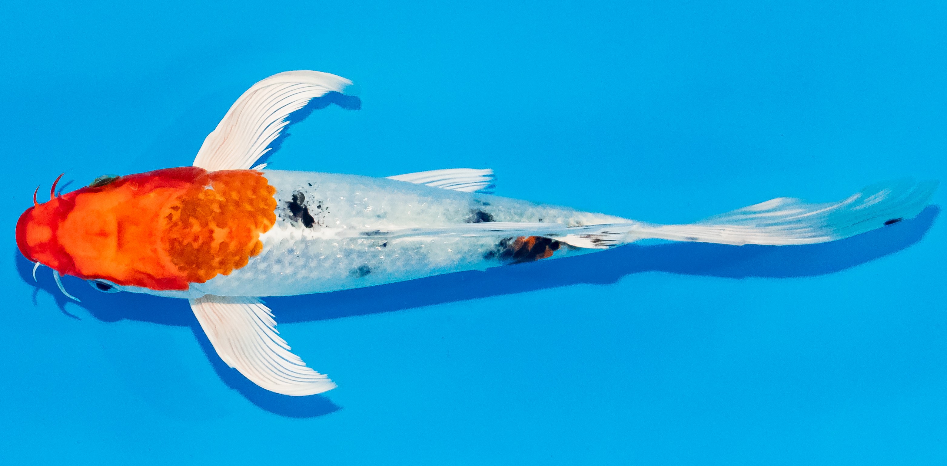 Butterfly Koi 20-25cm Nr. 3380