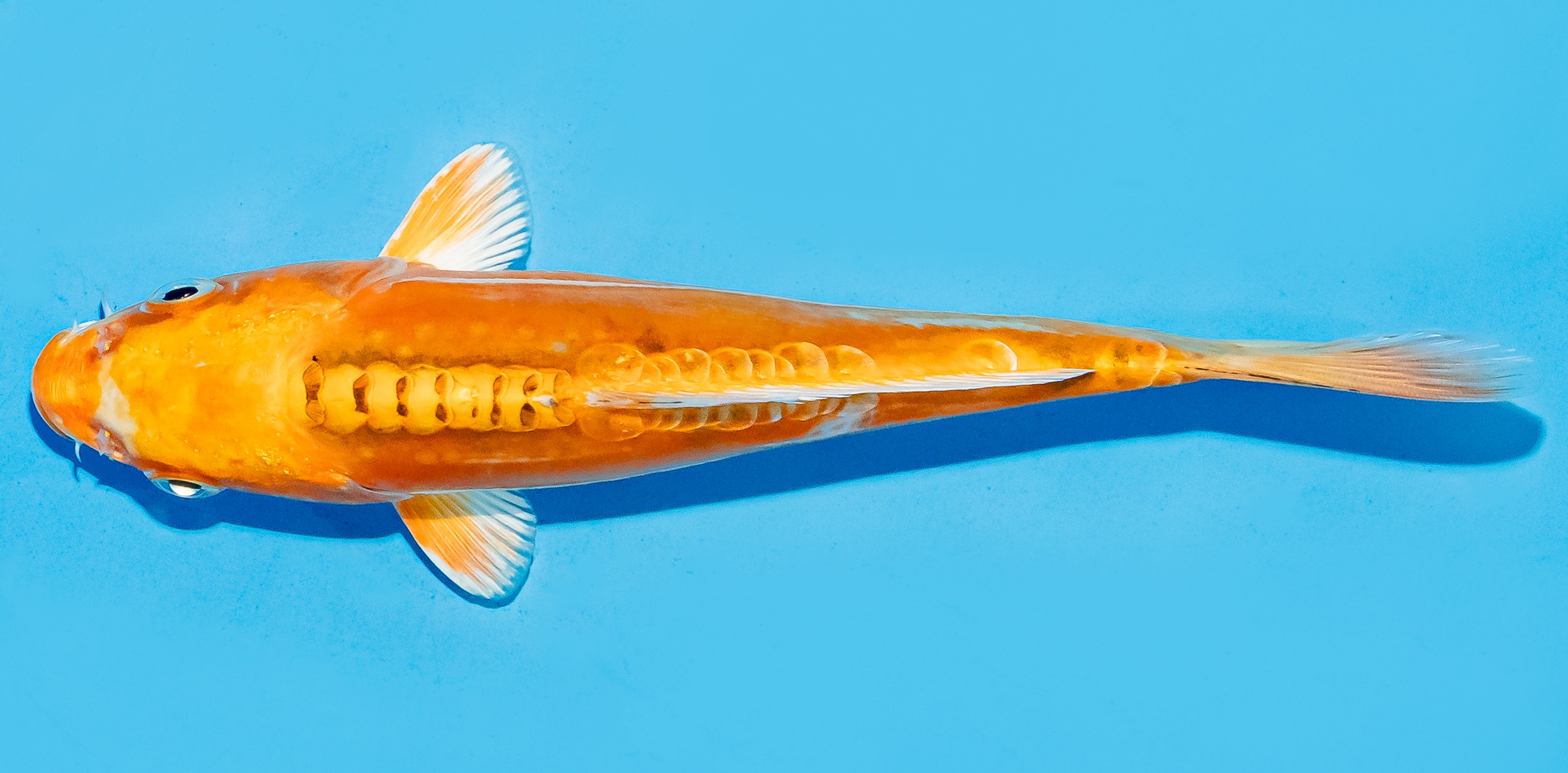 Koi 17-20cm Nr. 8750