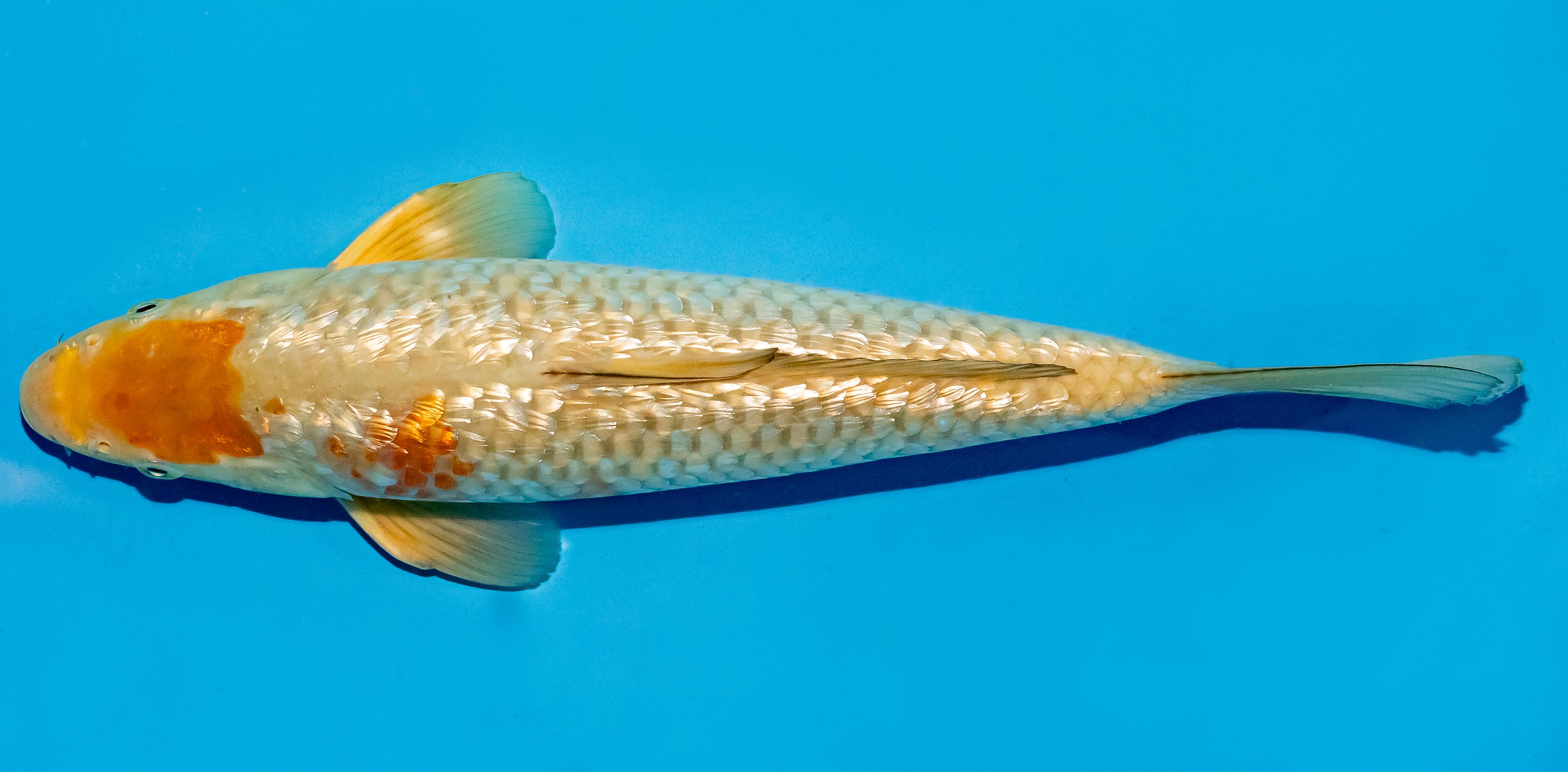Koi 30-35cm Nr. 5135