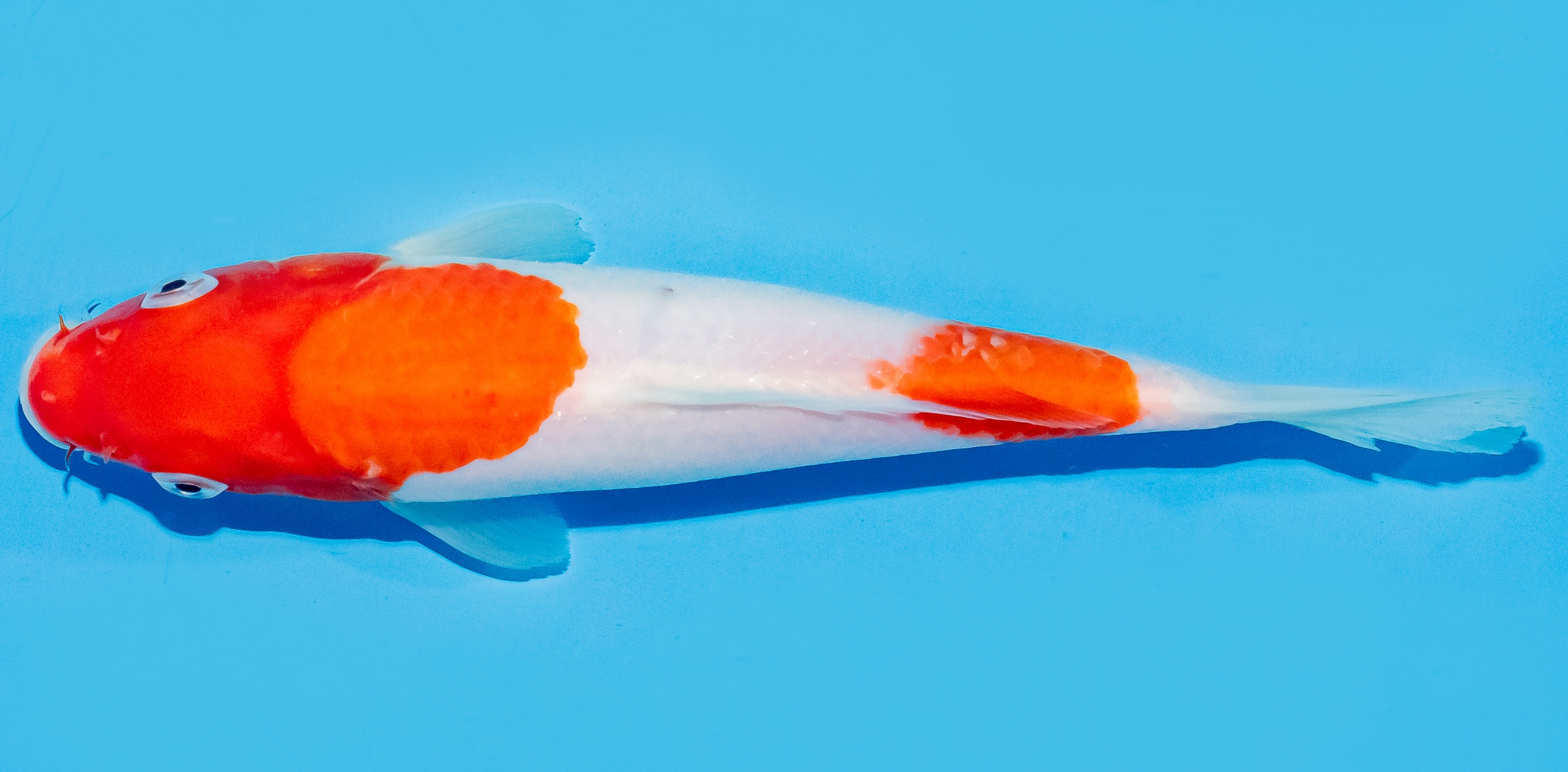 Koi 20-25cm Nr. 7545