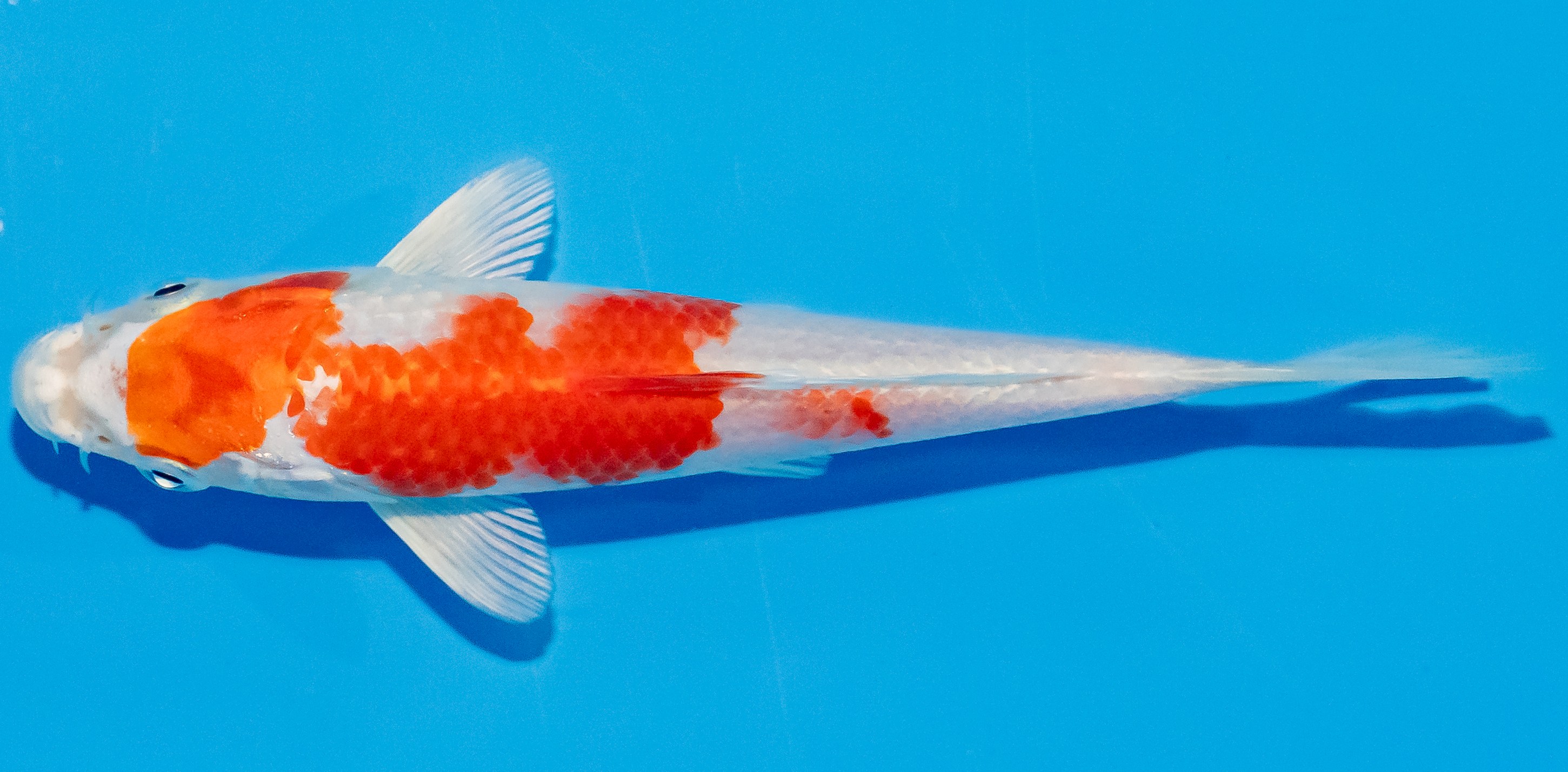 Koi 14-17cm Nr. 3016
