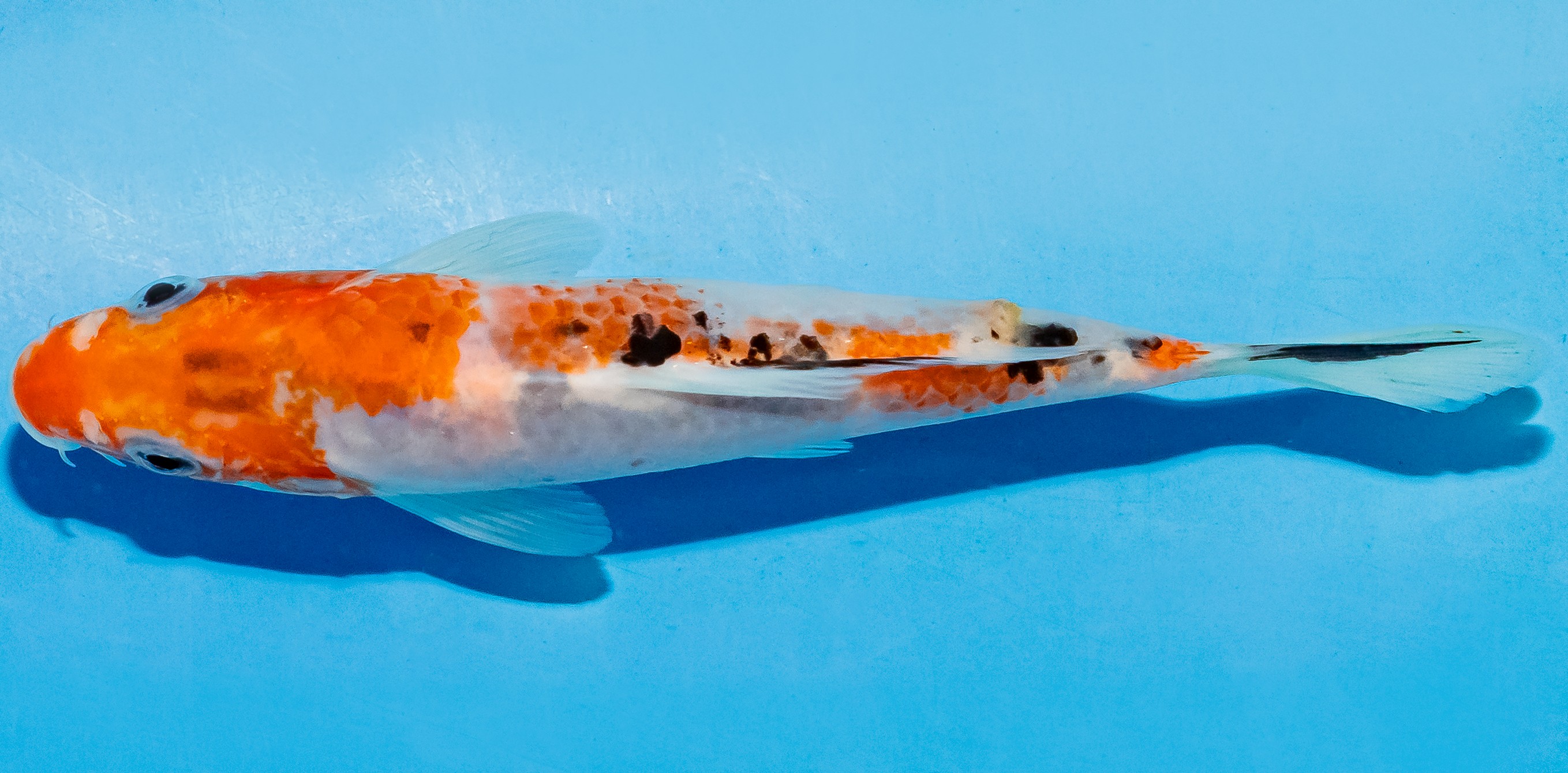 Koi 14-17cm Nr. 4799