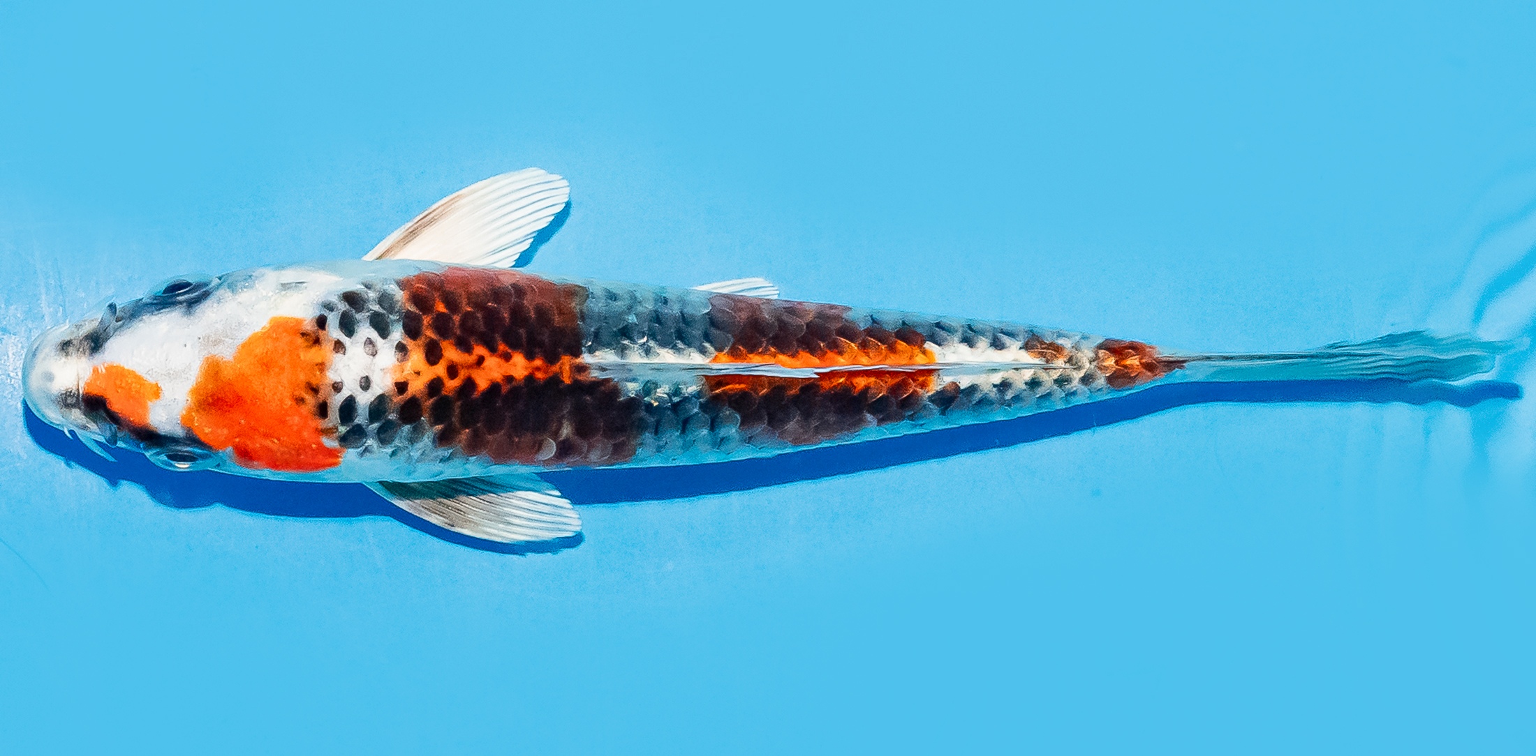 Koi 14-17cm Nr. 8124