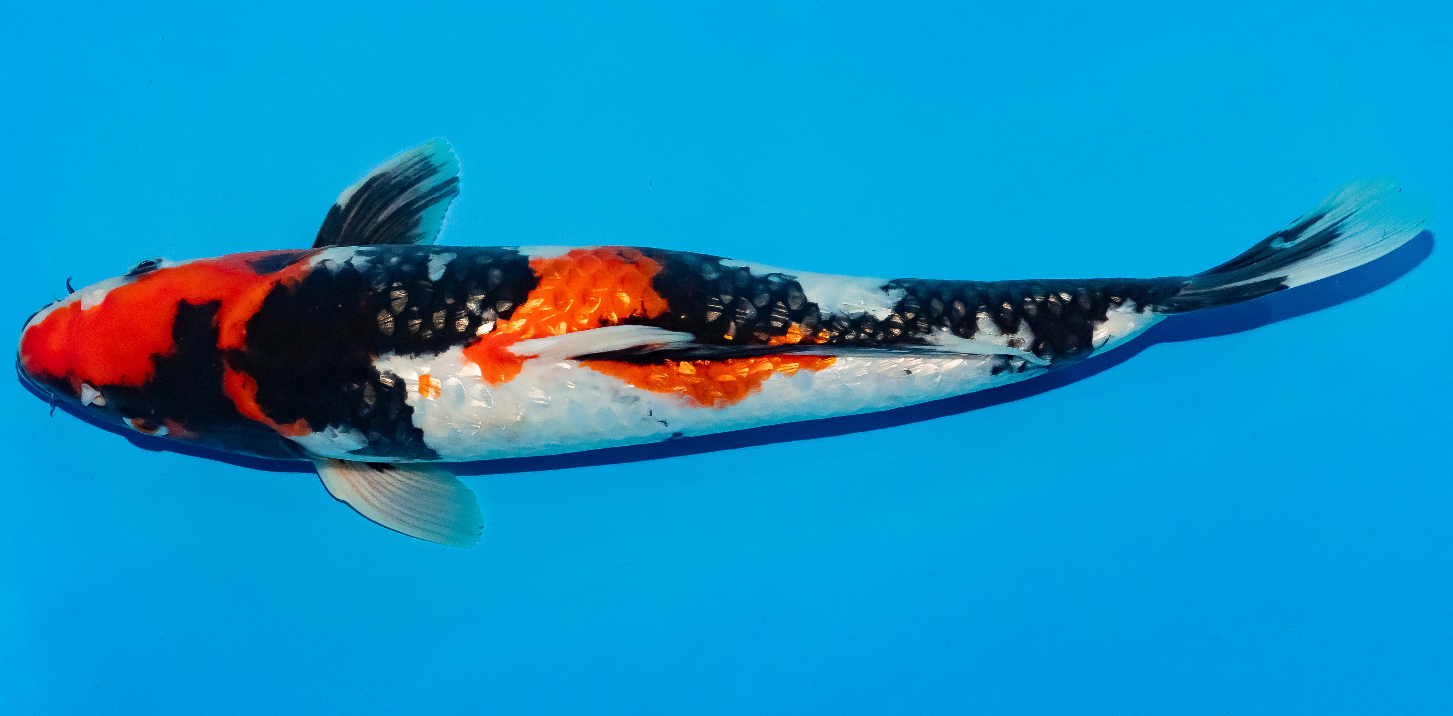 Koi 40-45cm Nr. 4923