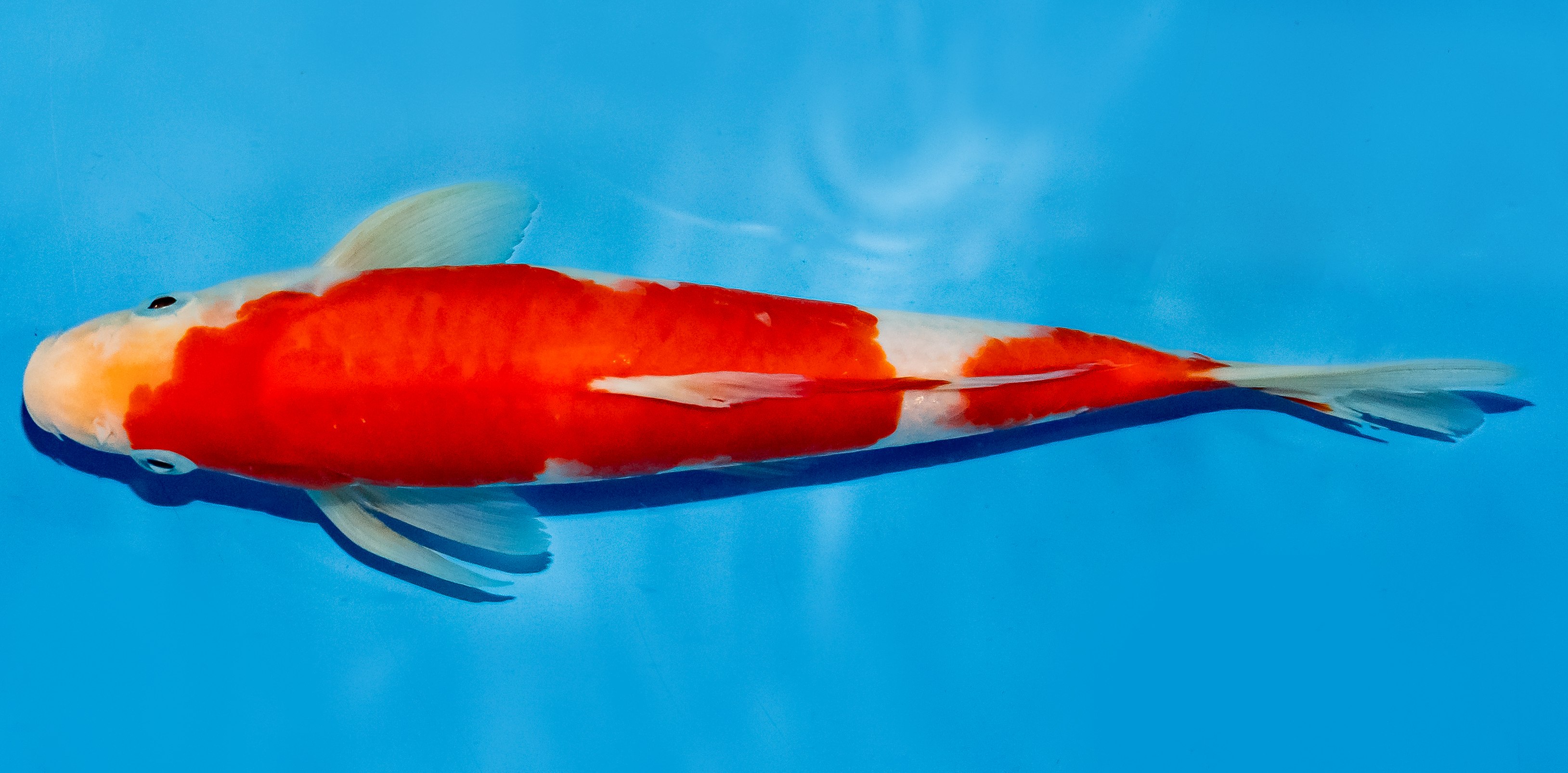 Koi 25-30cm Nr. 5361