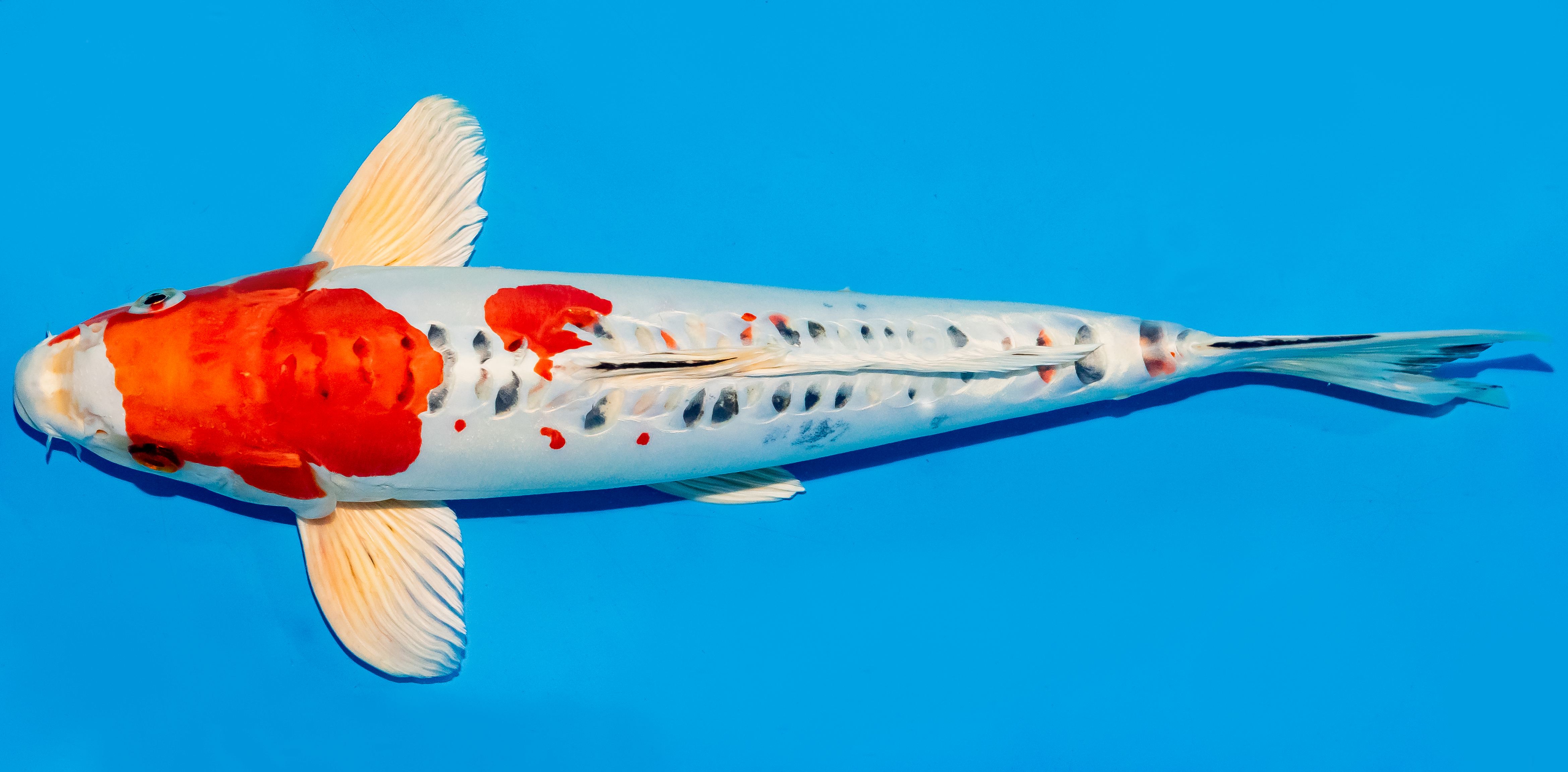 Koi 35-40cm Nr. 5034
