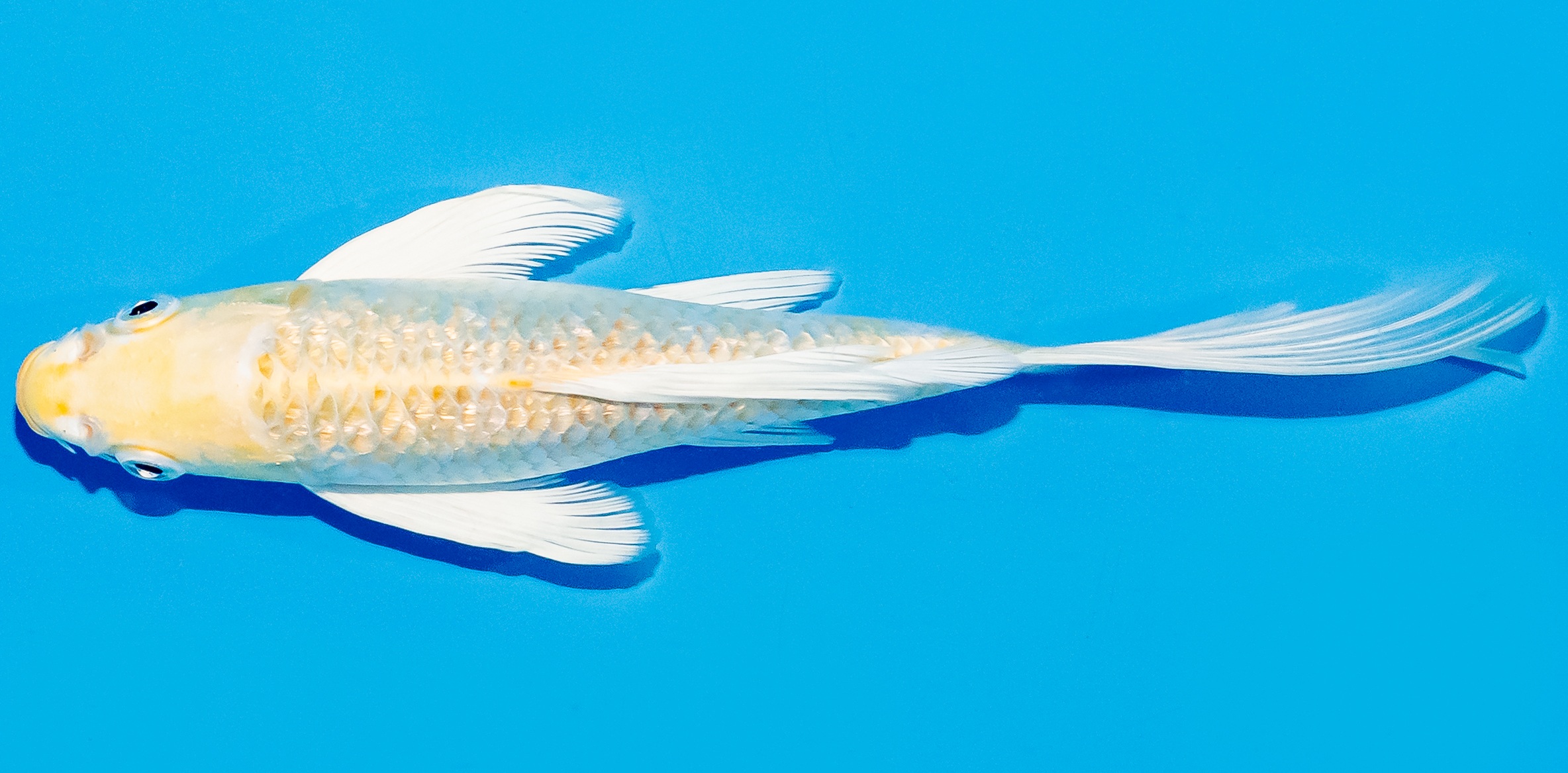 Butterfly Koi 20-25cm Nr. 5446