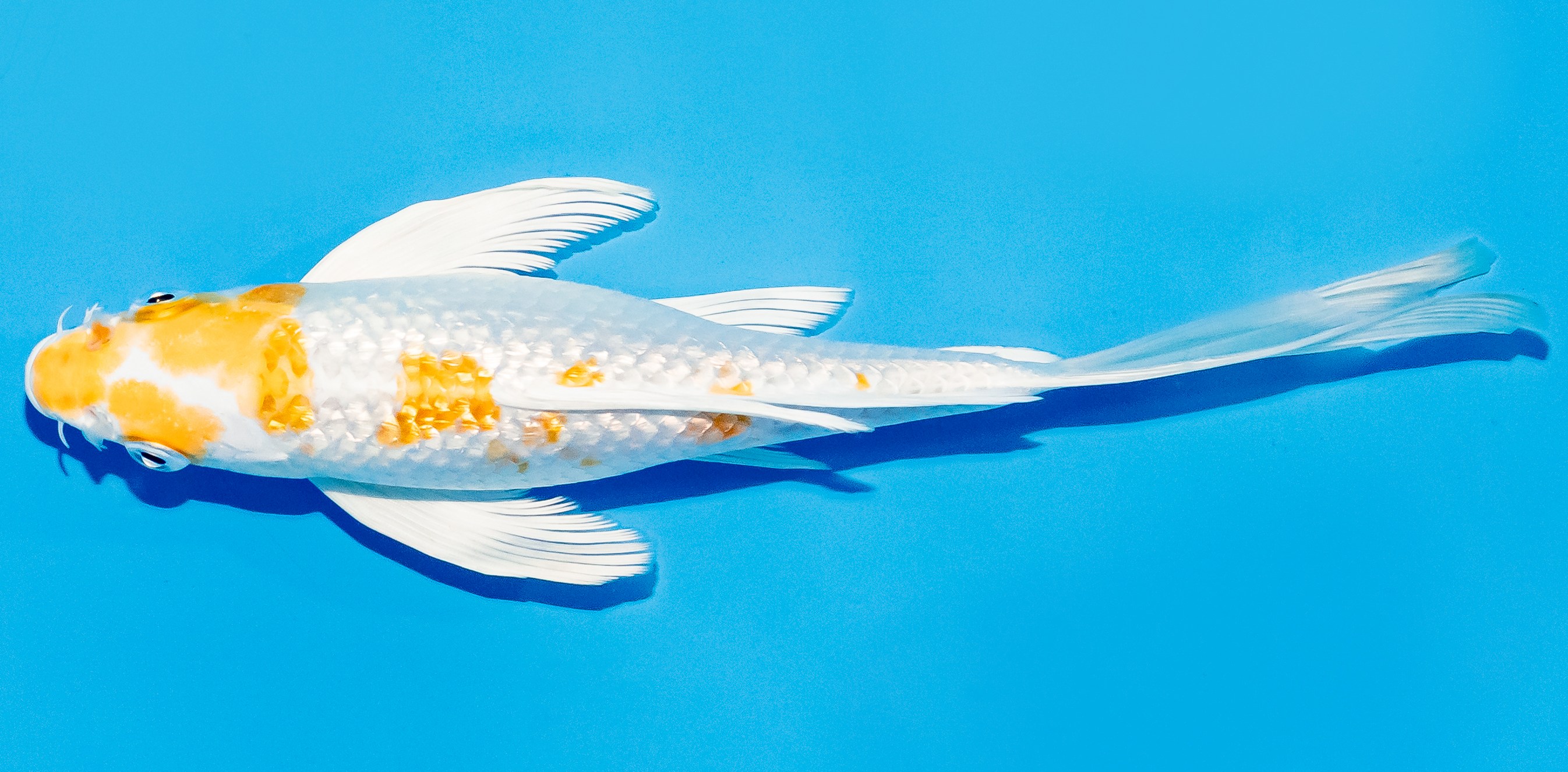 Butterfly Koi 20-25cm Nr. 5422