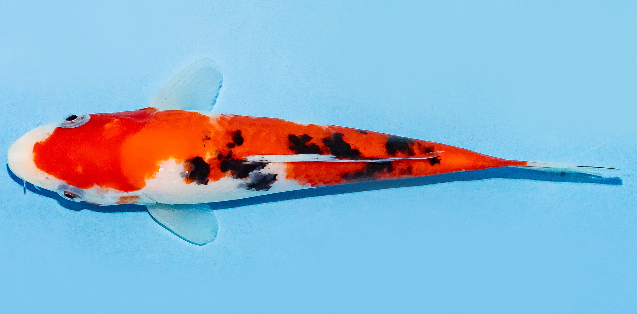 Koi 17-20cm Nr. 7704