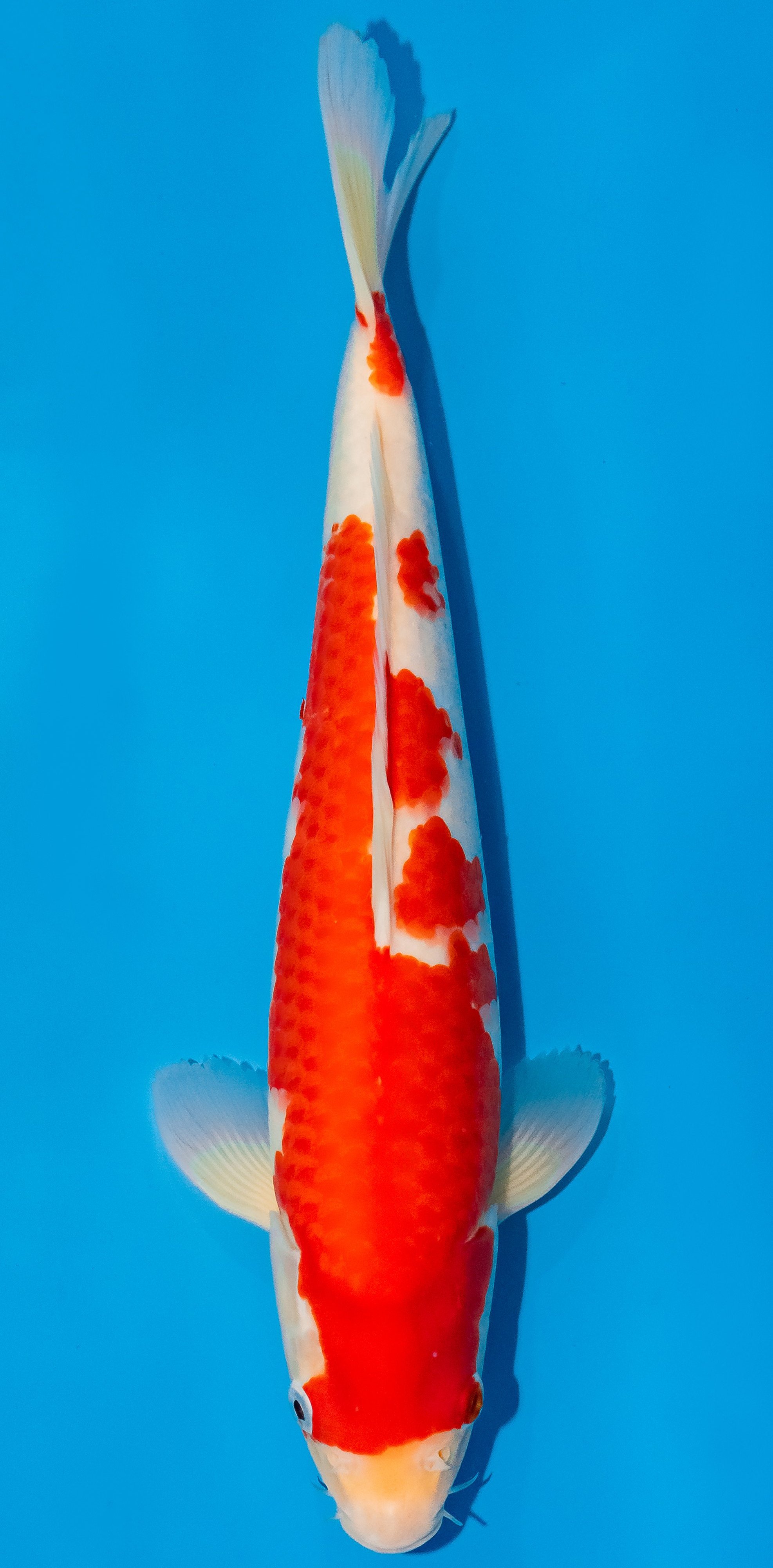 Koi 35-40cm Nr. 1149