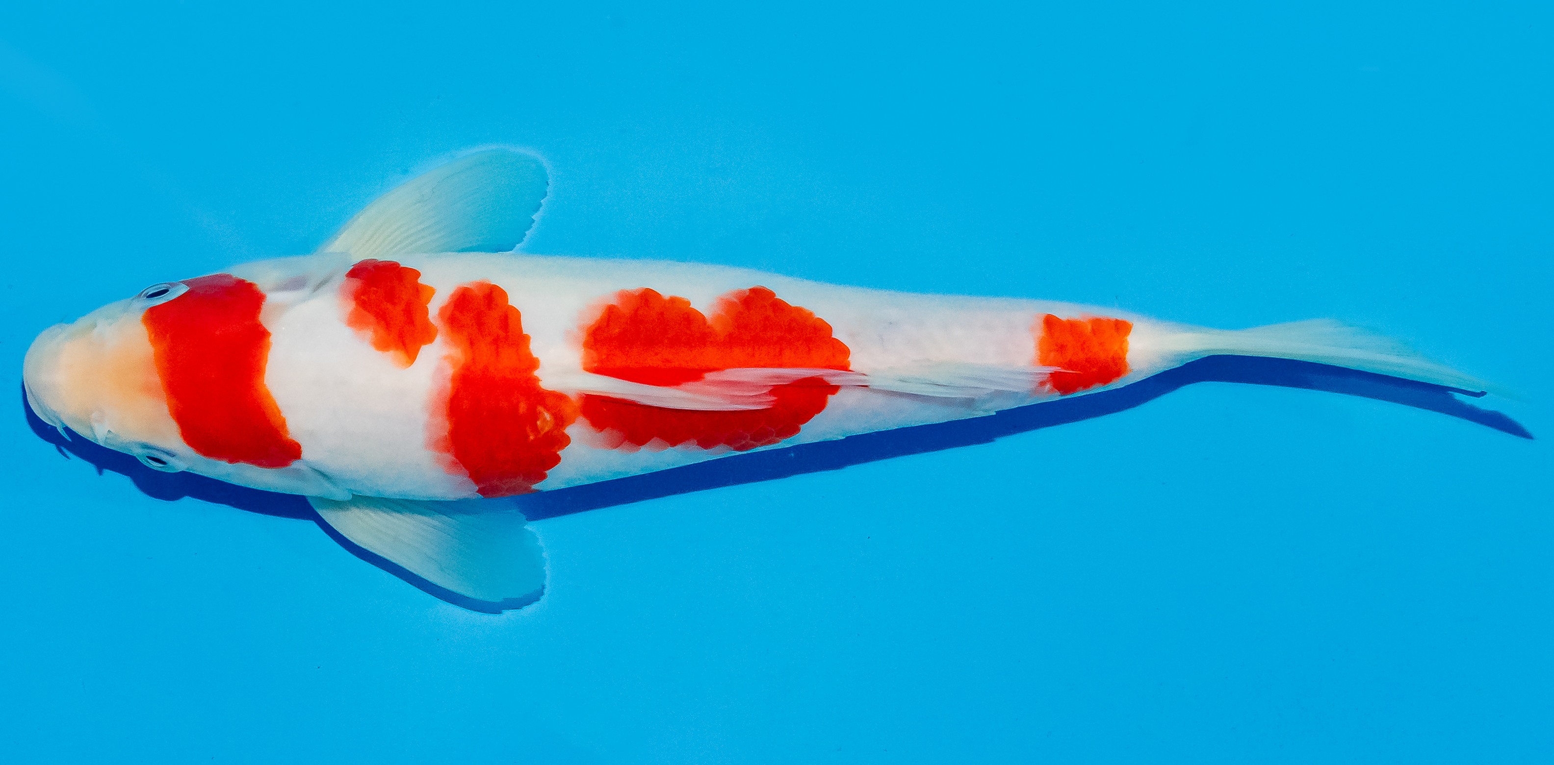 Koi 25-30cm Nr. 5208