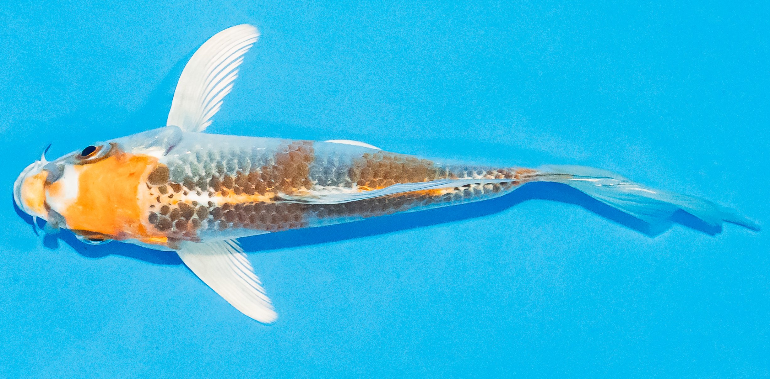 Butterfly Koi 14-17cm Nr. 3701