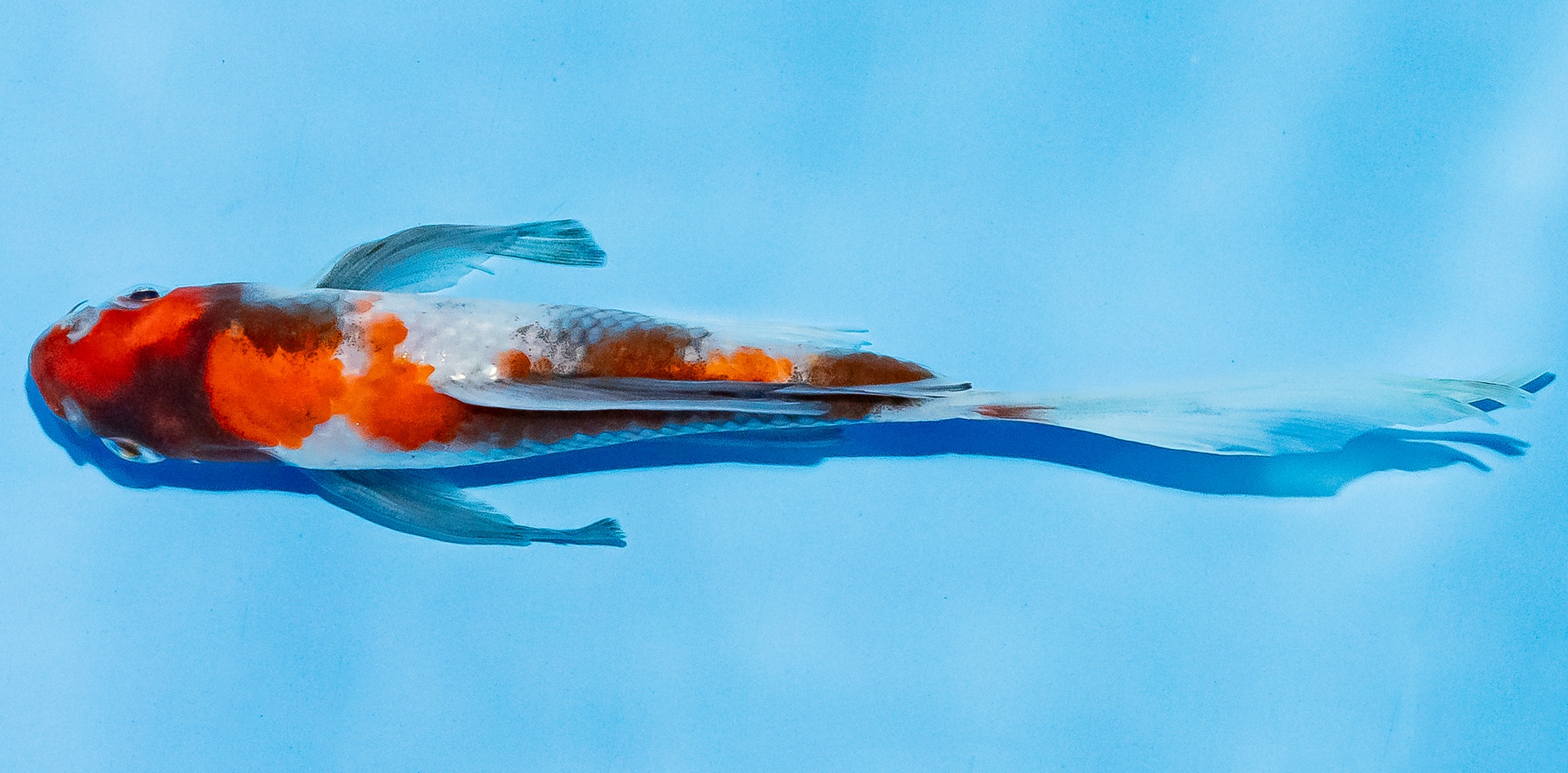 Butterfly Koi 14-17cm Nr. 5733