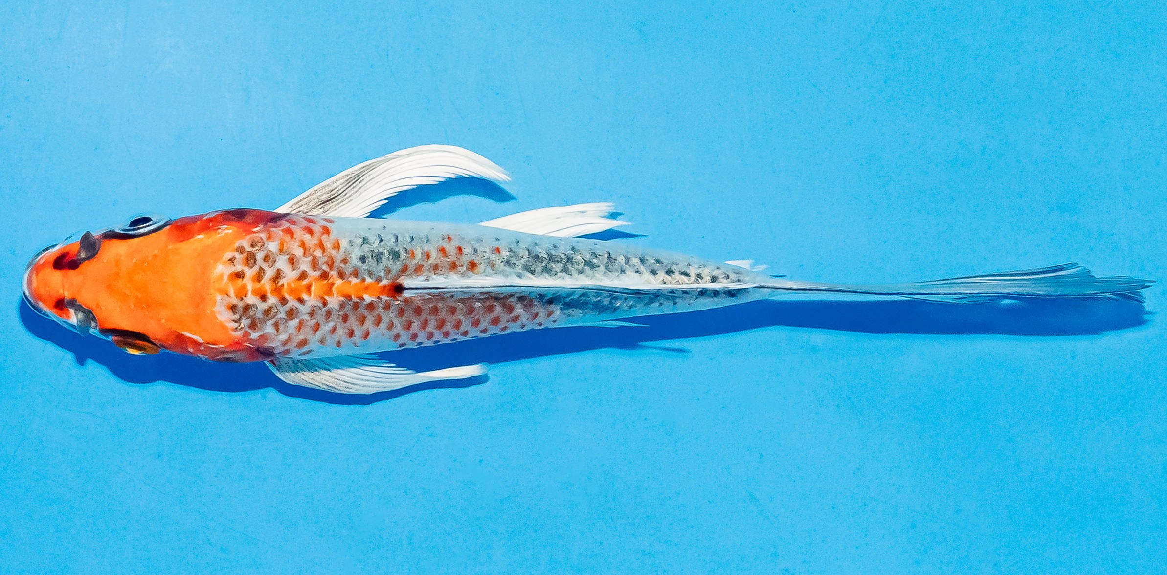 Butterfly Koi 14-17cm Nr. 5751