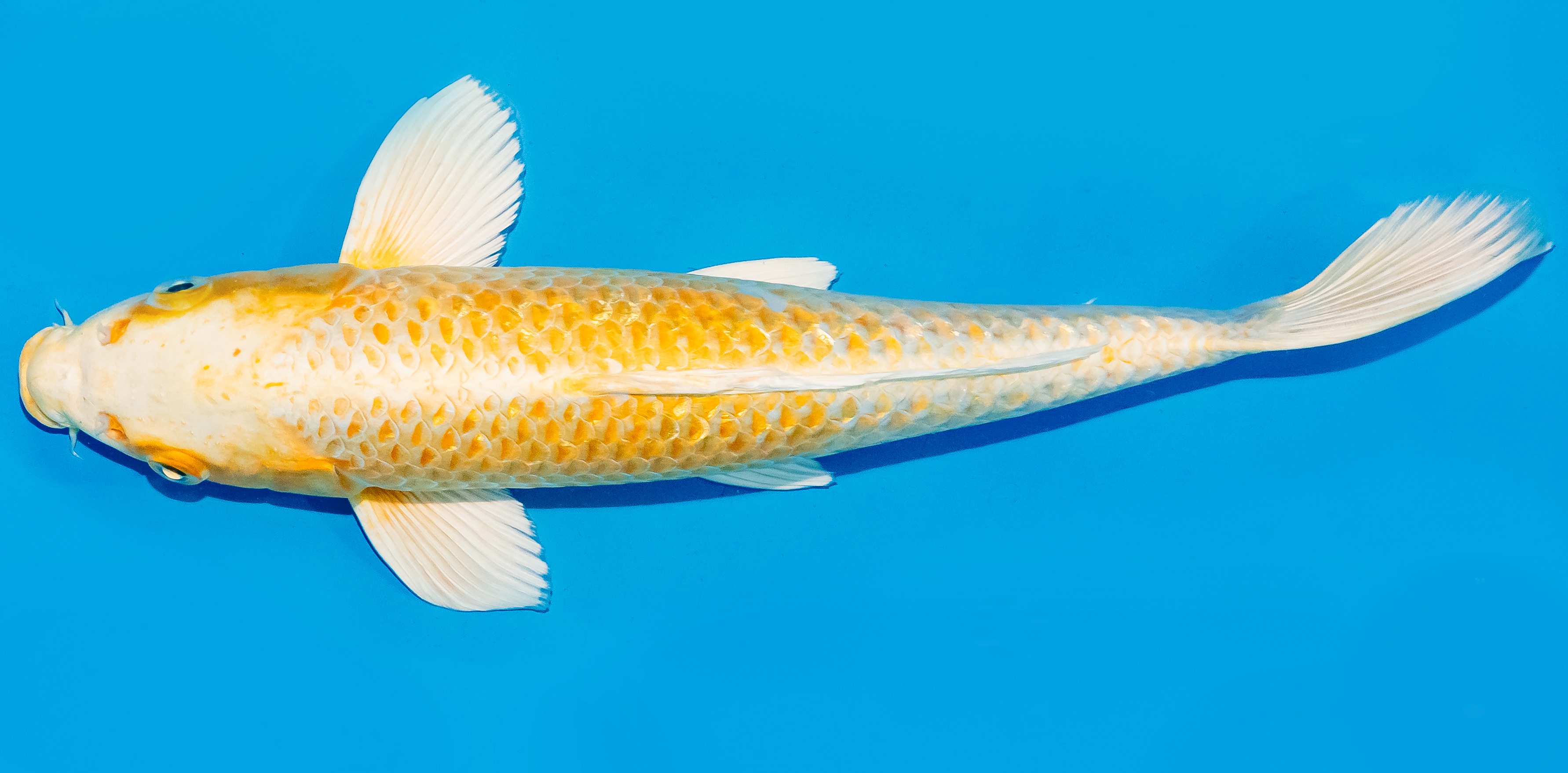 Koi 30-35cm Nr. 7612