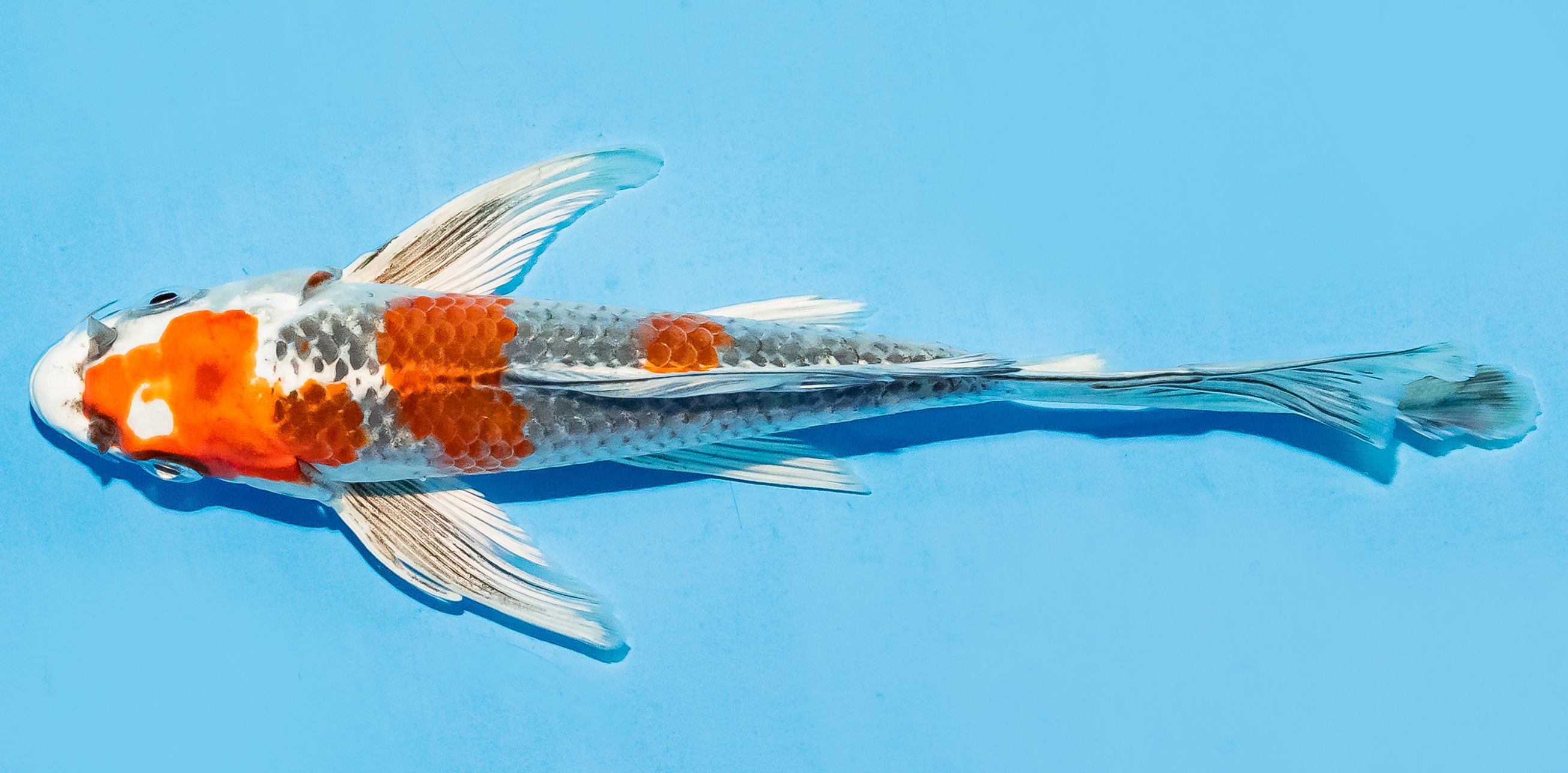 Butterfly Koi 17-20cm Nr. 6905