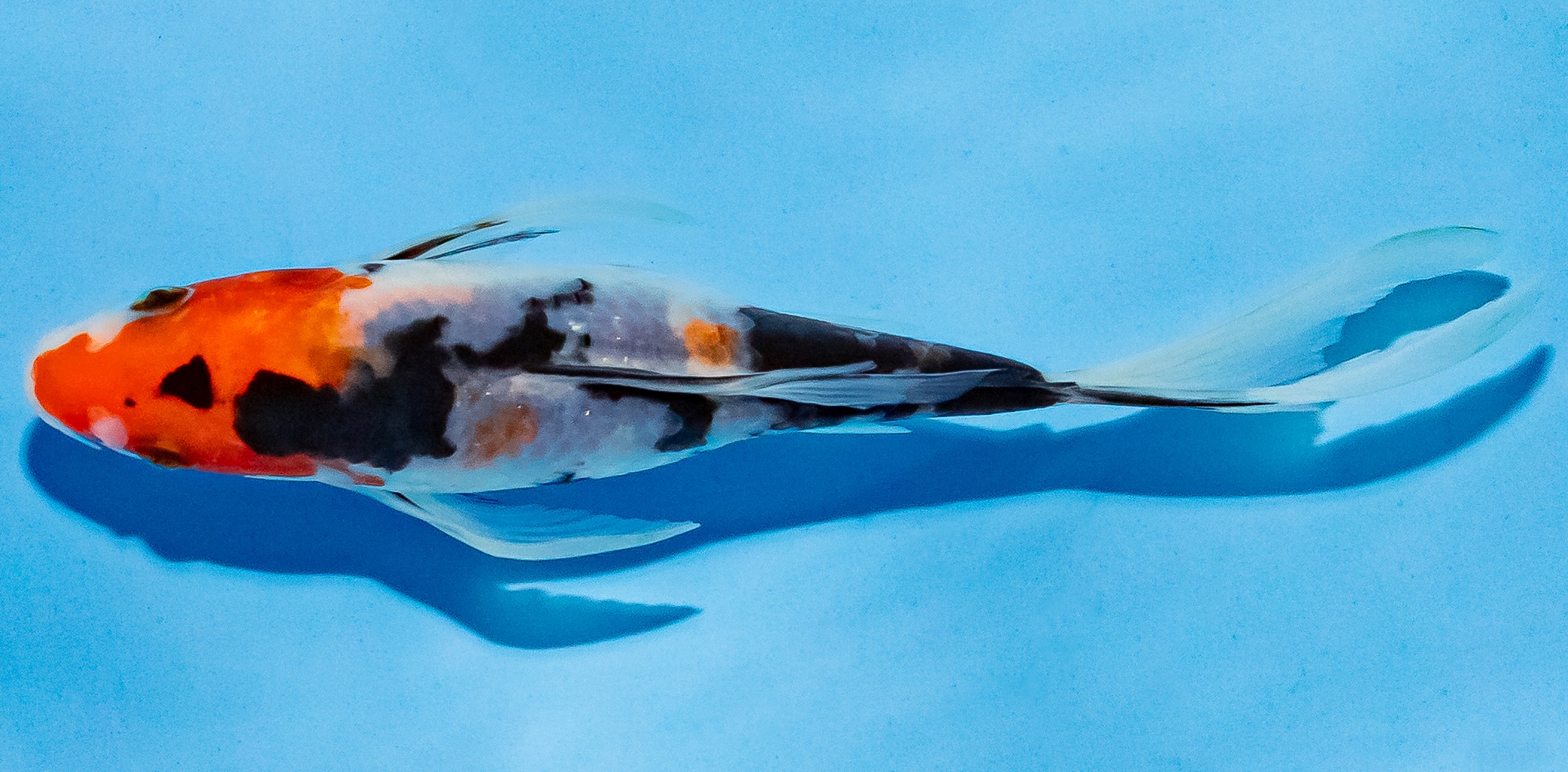 Butterfly Koi 14-17cm Nr. 5749