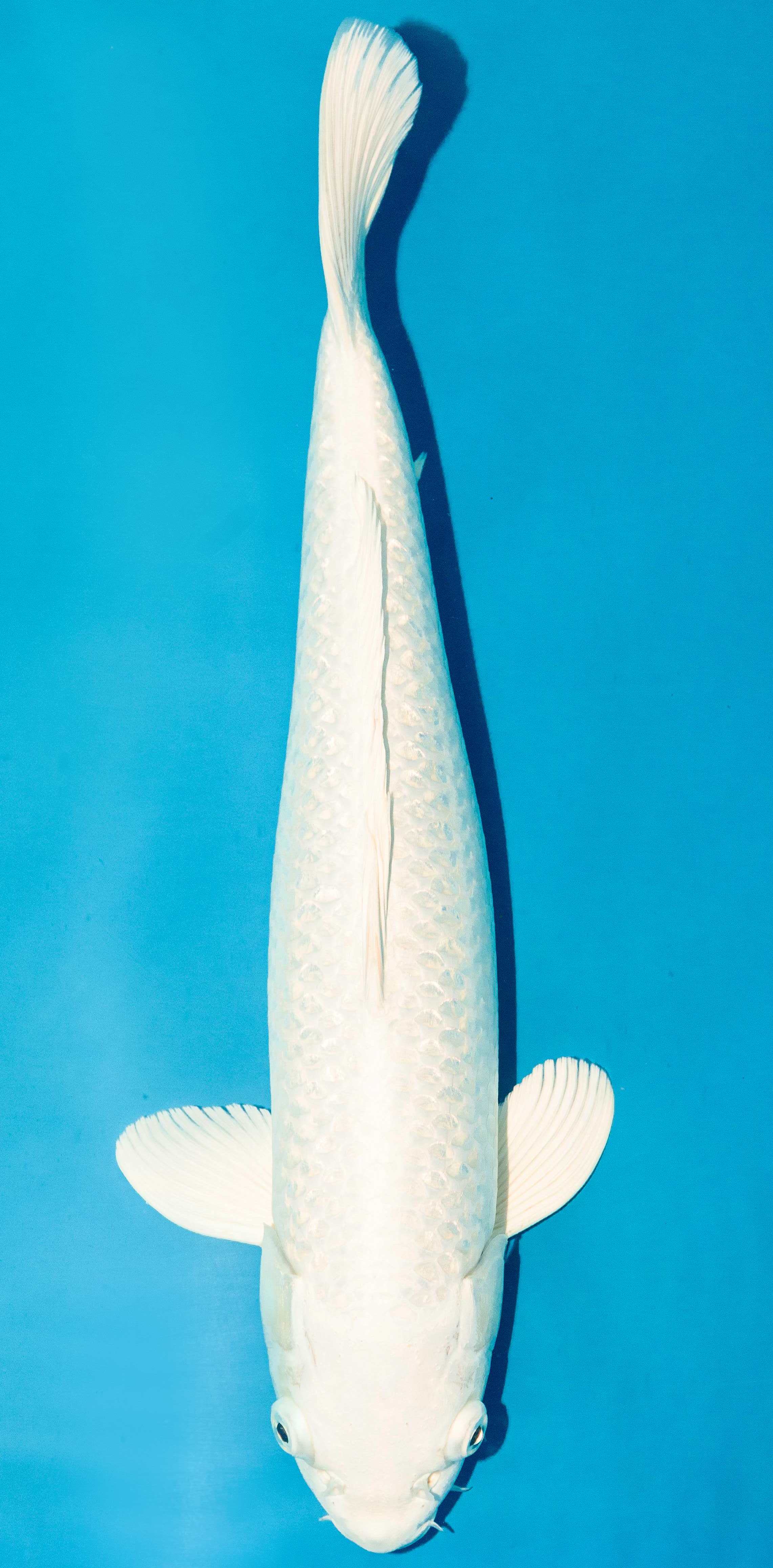 Koi 40-45cm Nr. 3901