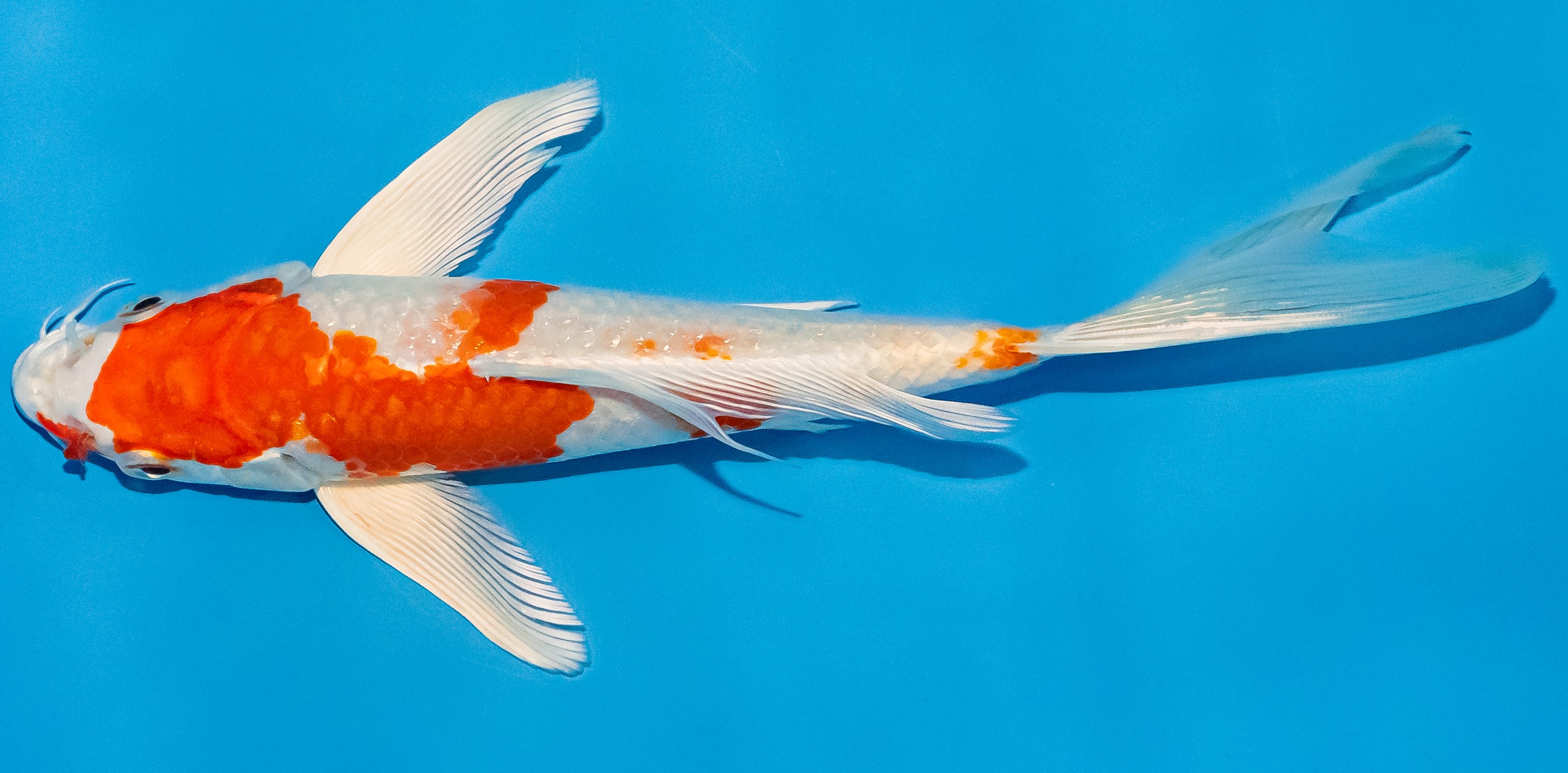 Butterfly Koi 20-25cm Nr. 3383