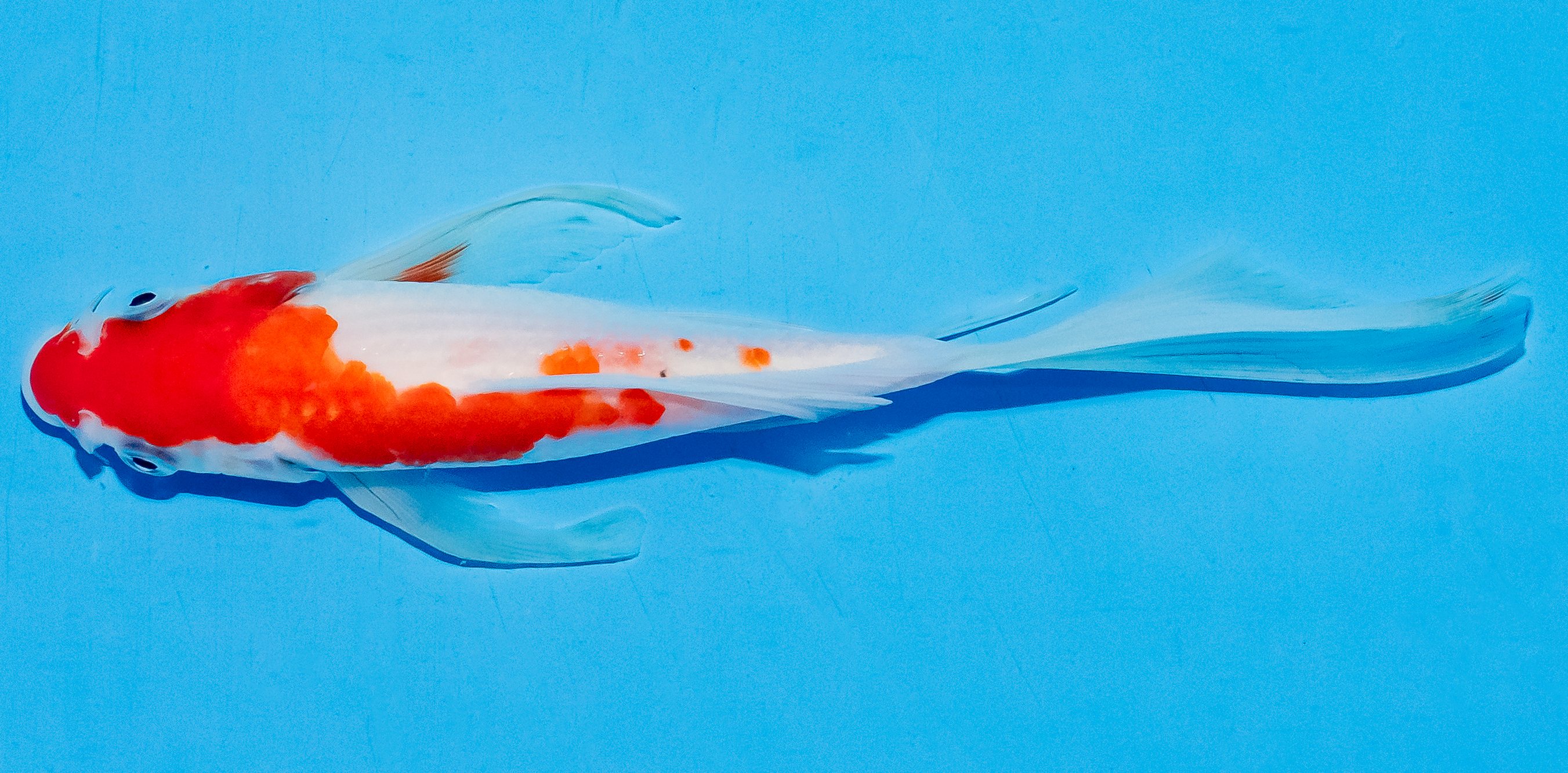 Butterfly Koi 17-20cm Nr. 5927