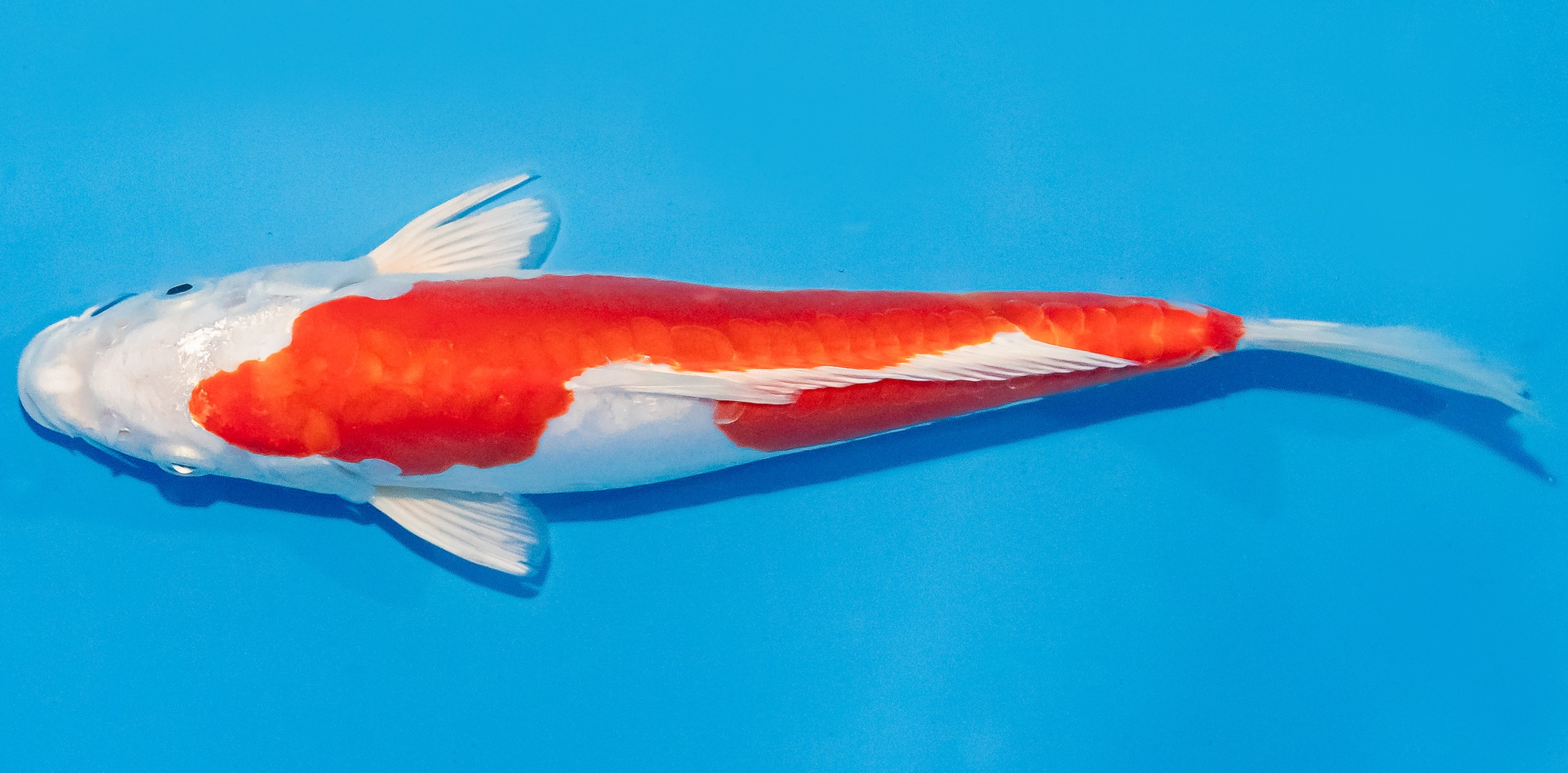 Koi 25-30cm Nr. 1515