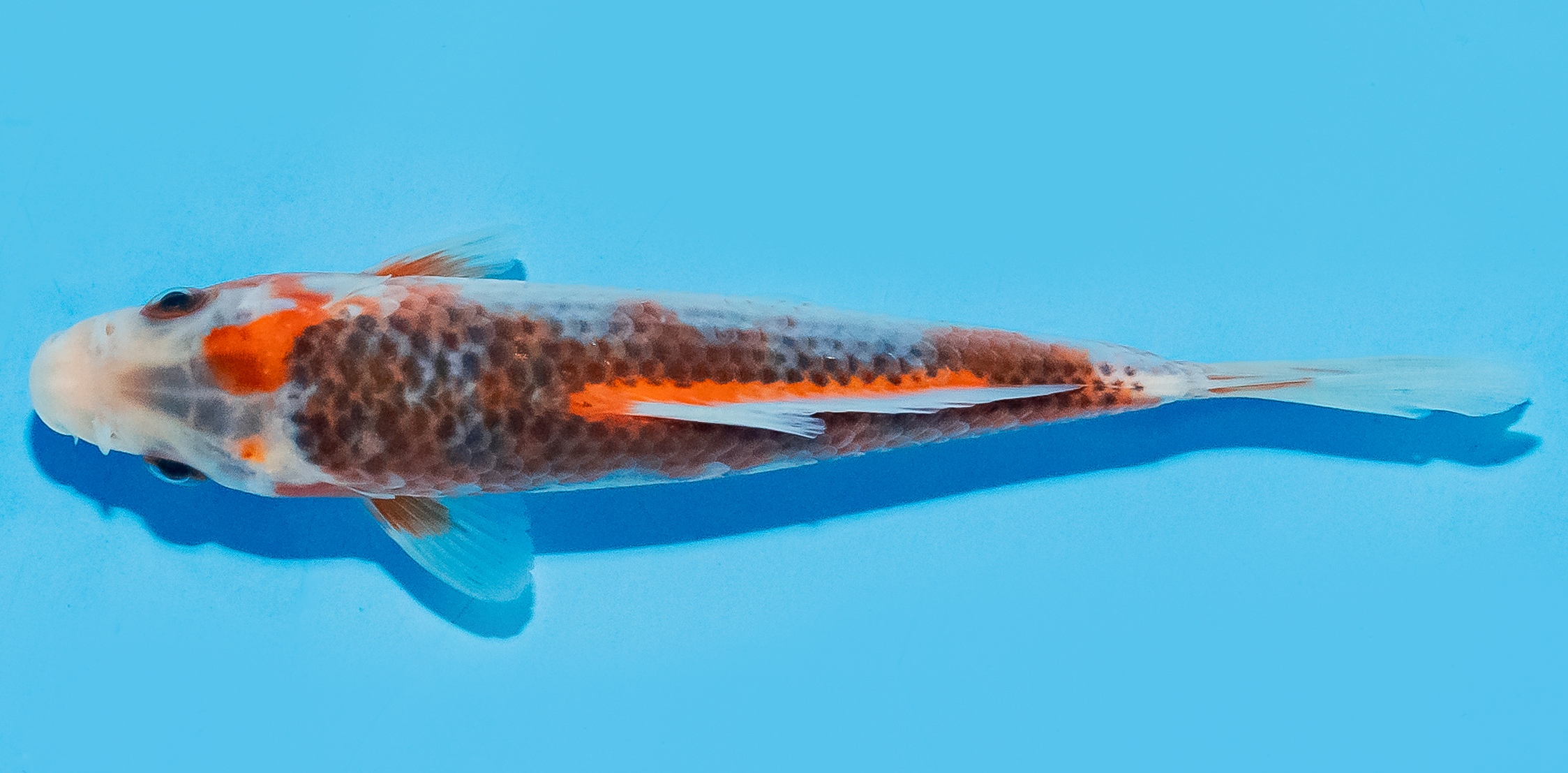 Koi 14-17cm Nr. 8024