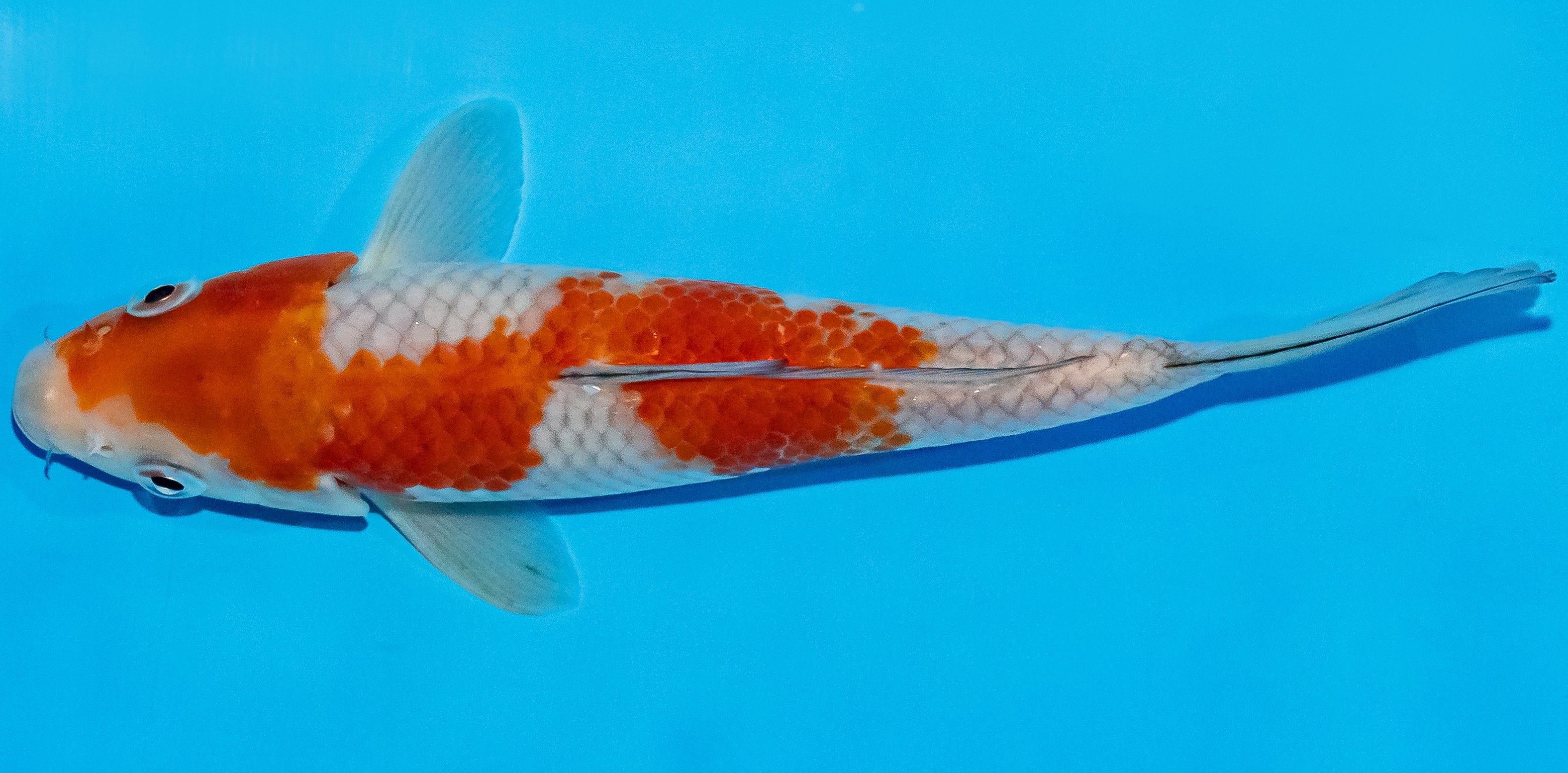 Koi 17-20cm Nr. 2217
