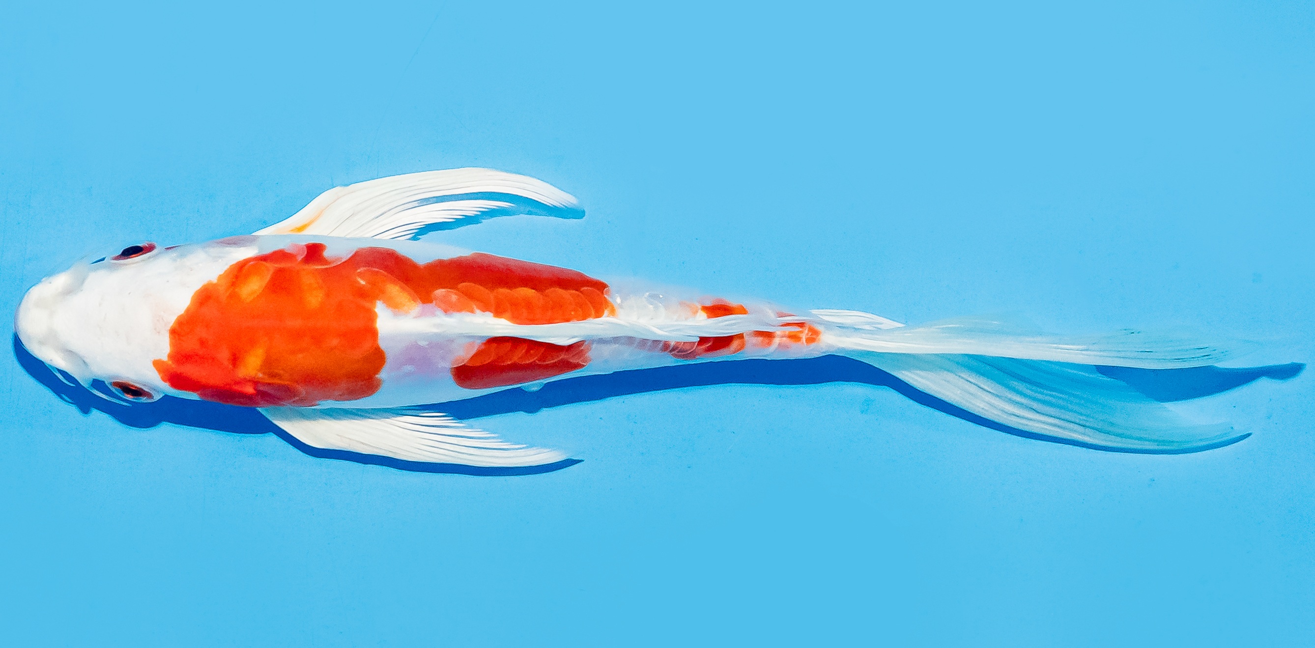 Butterfly Koi 17-20cm Nr. 6928
